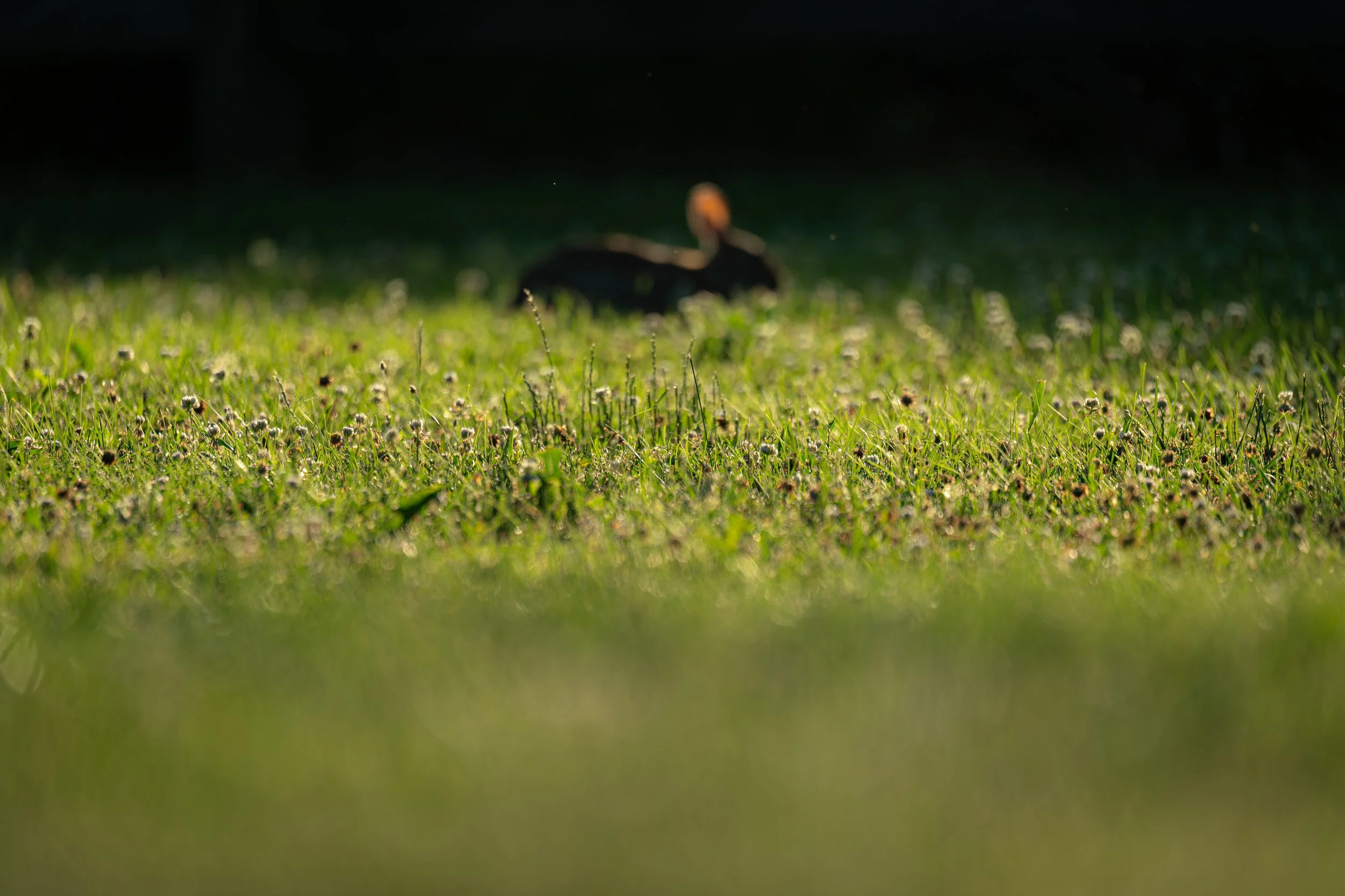 Eastern Cottontail Rabbit