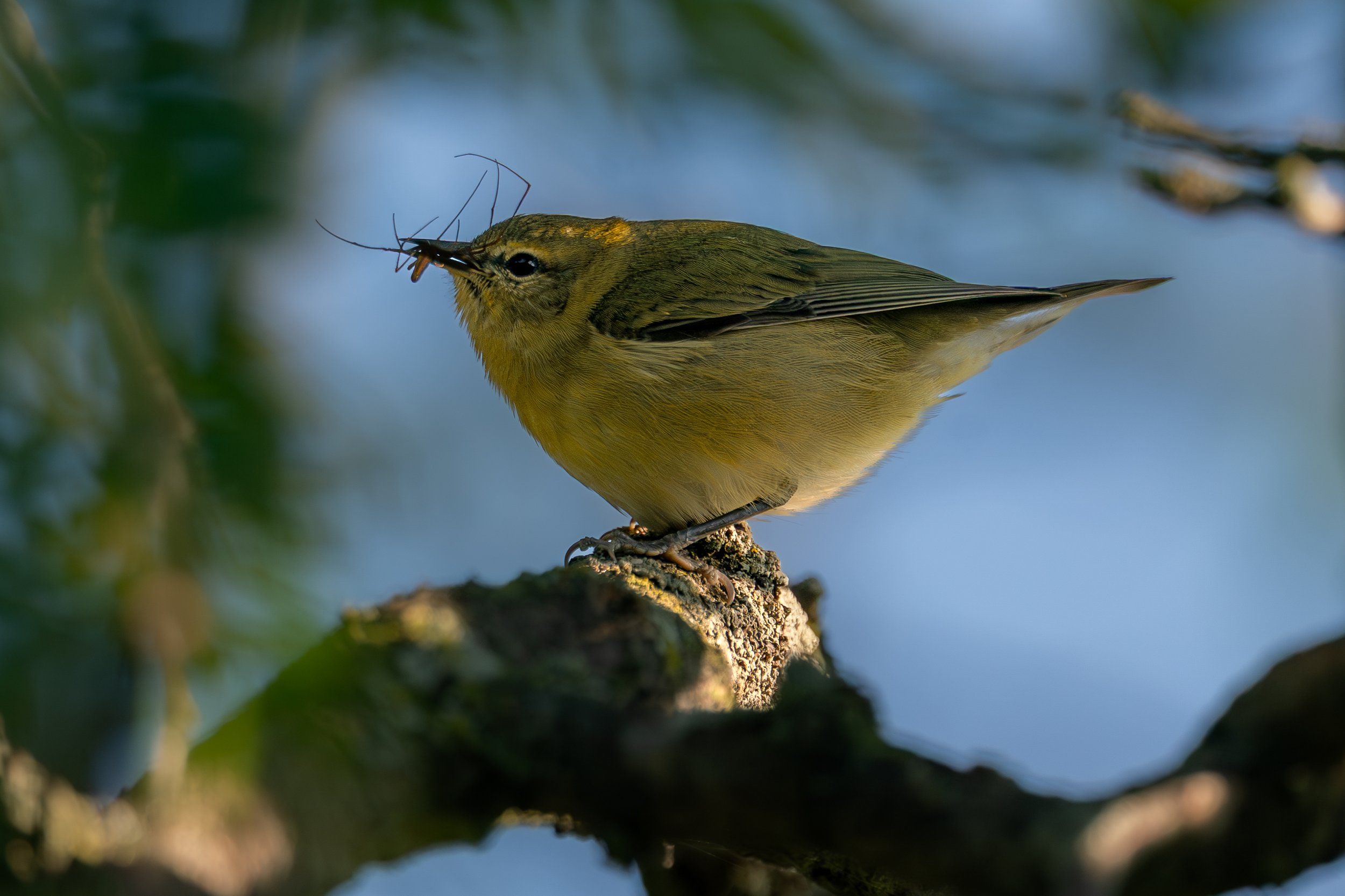 Tennessee Warbler