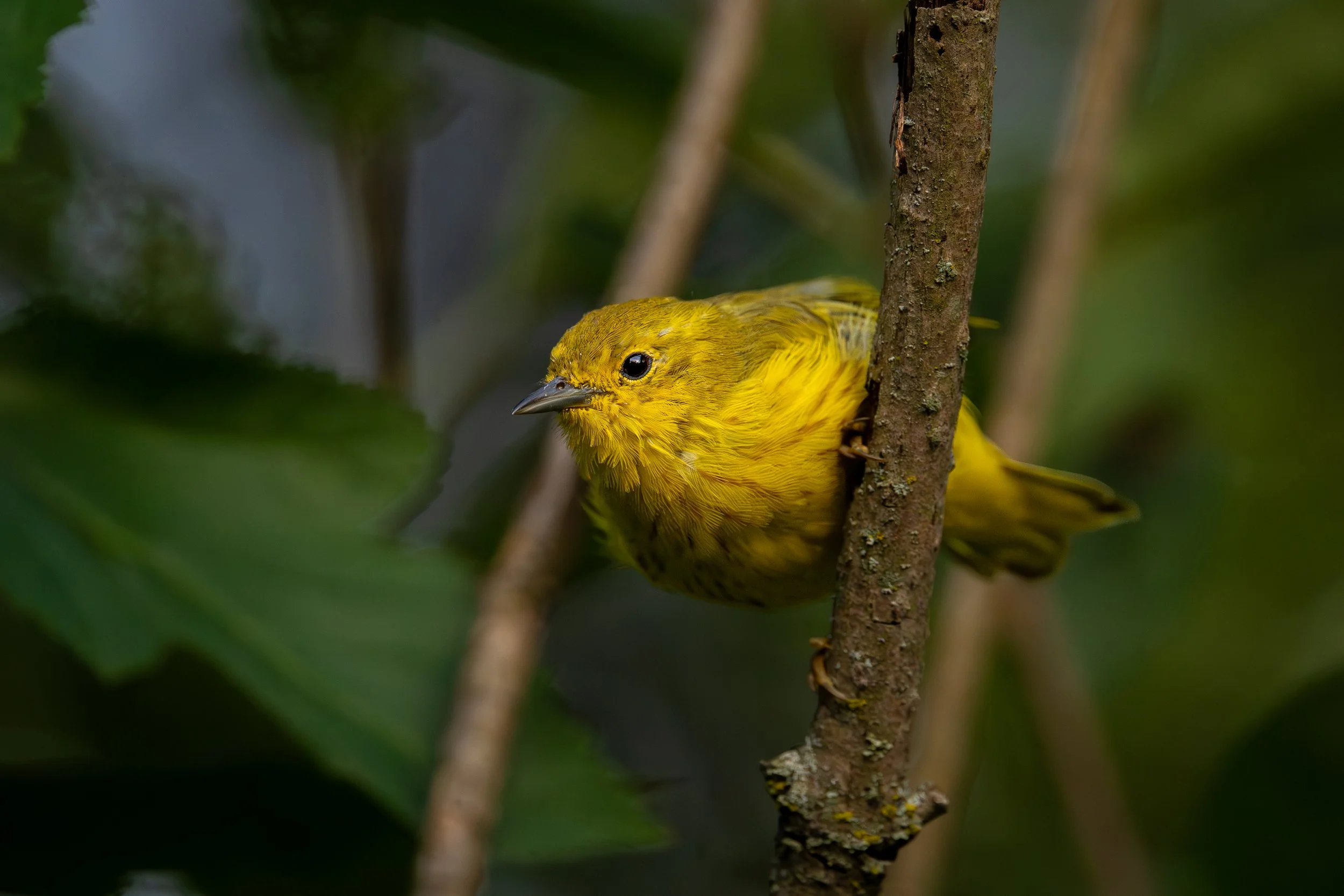 Yellow Warbler