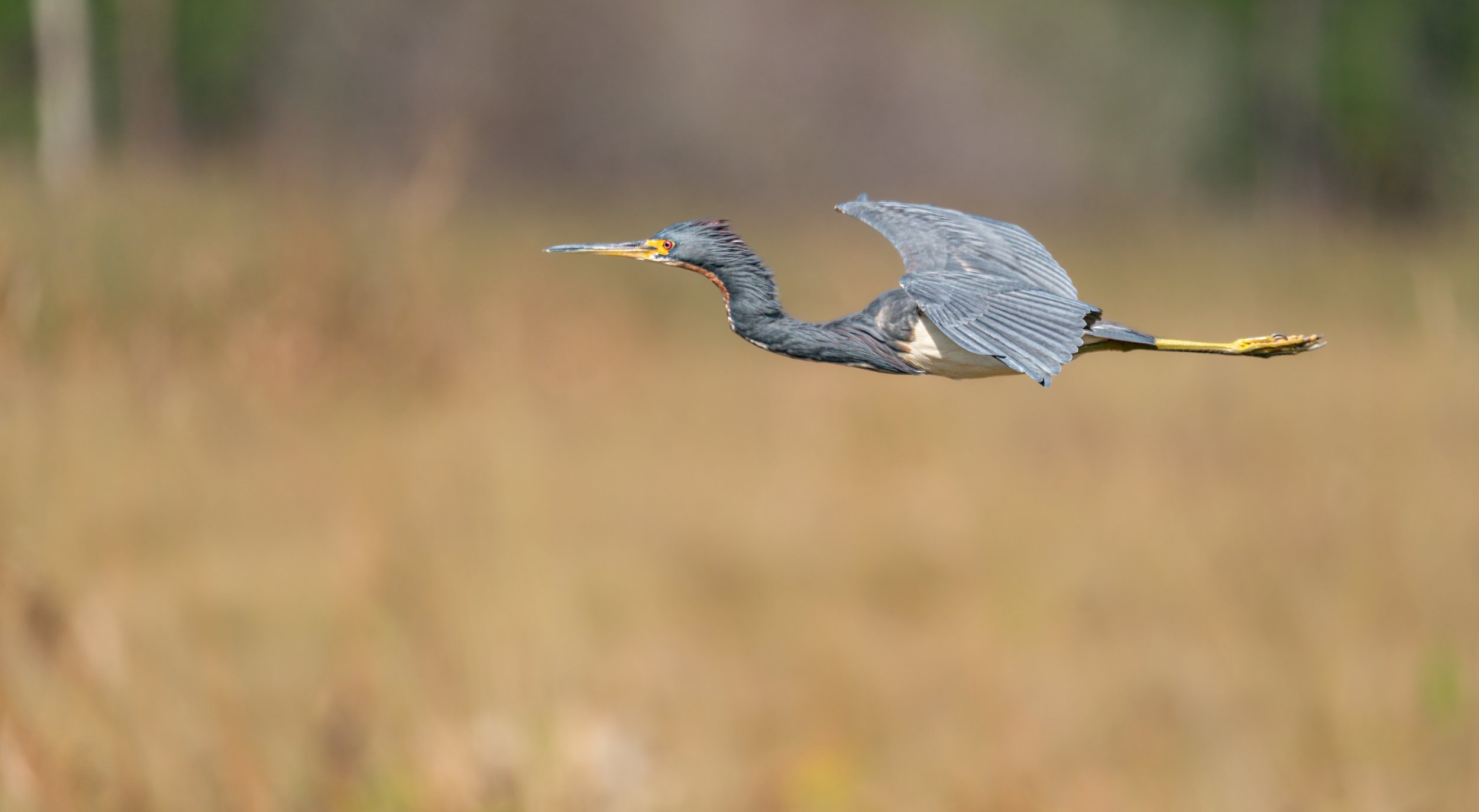 Tri-colored Heron