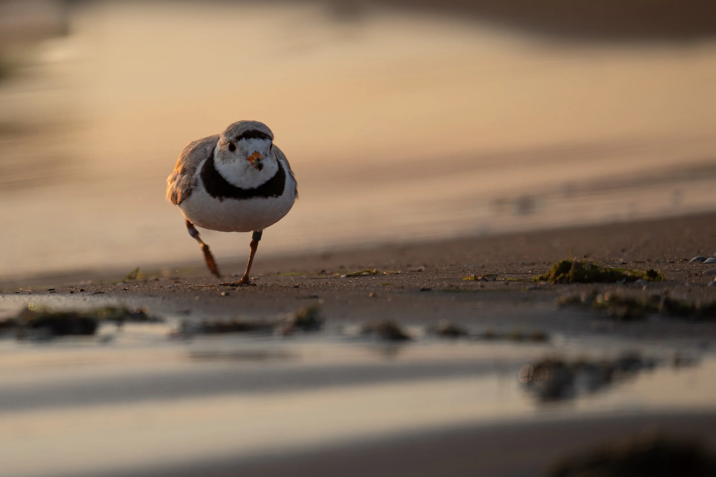 Piping Plover