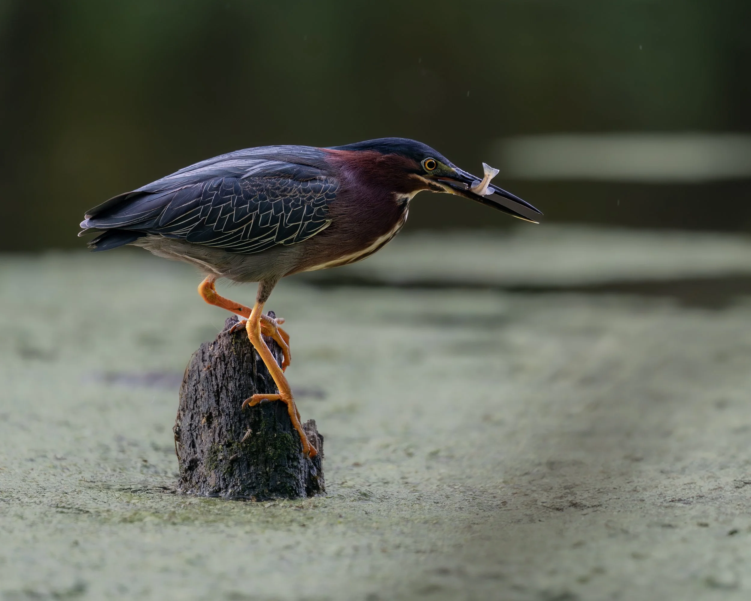 Green Heron