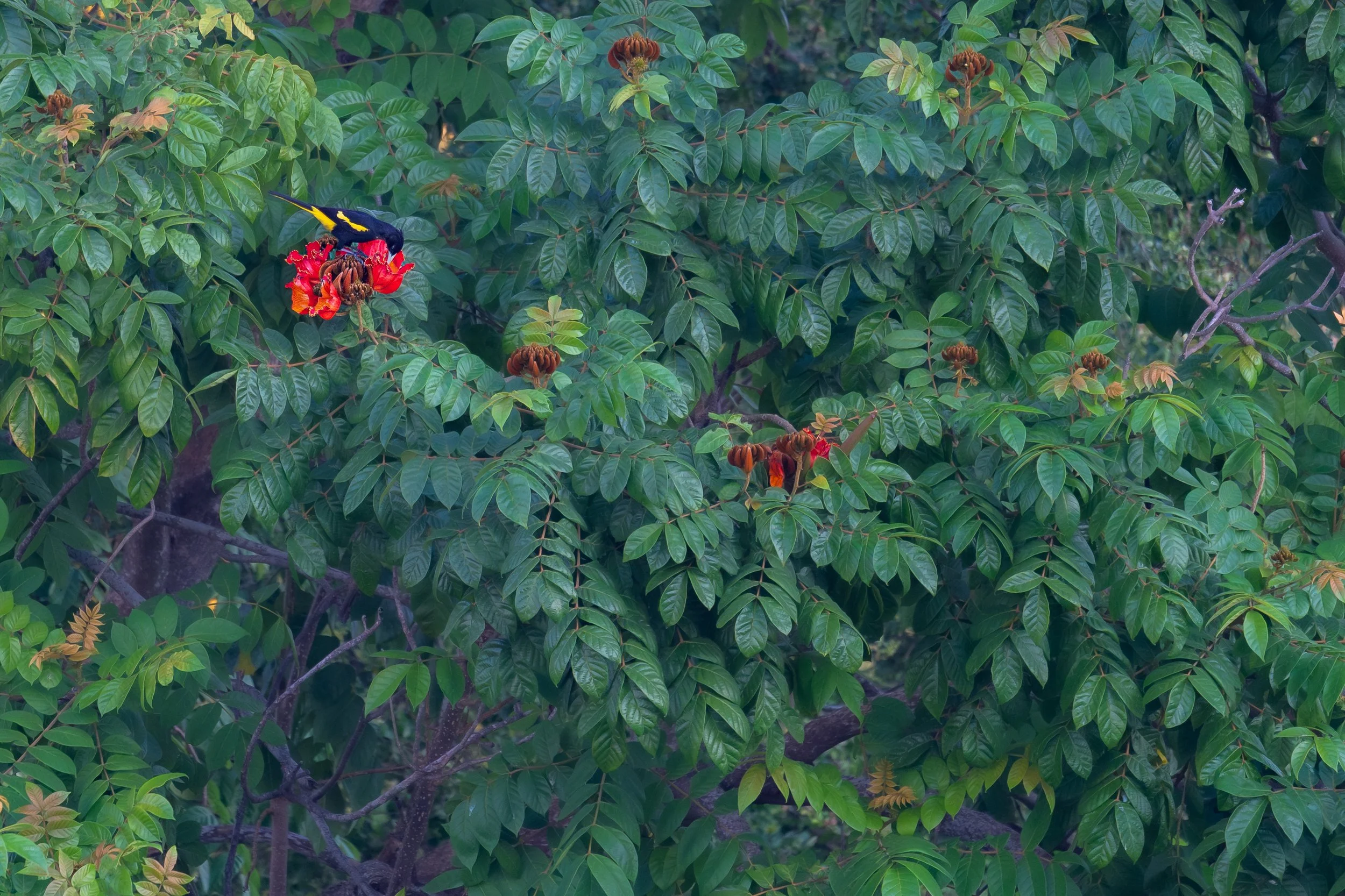 Yellow-winged Cacique