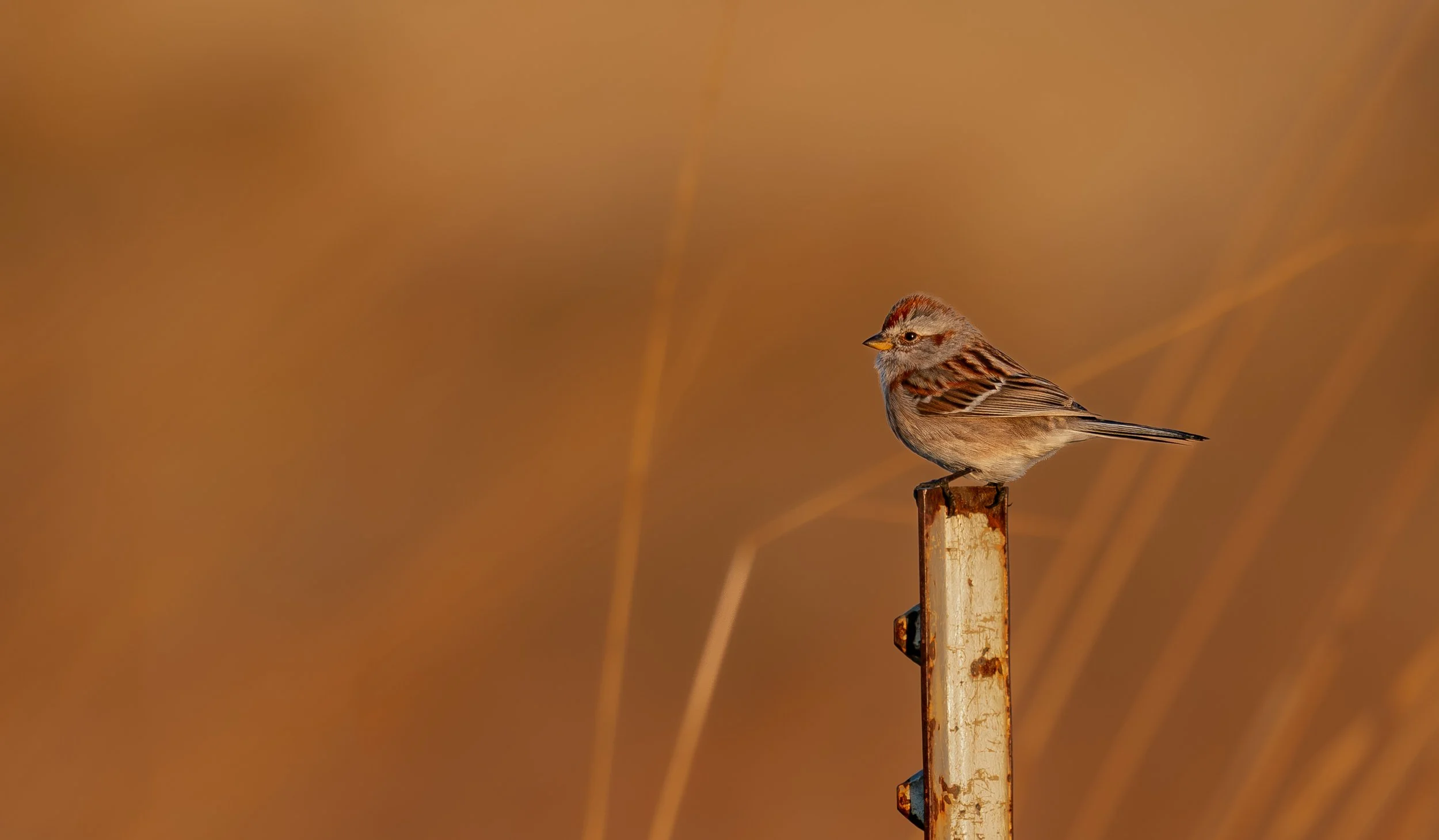American Tree Sparrow