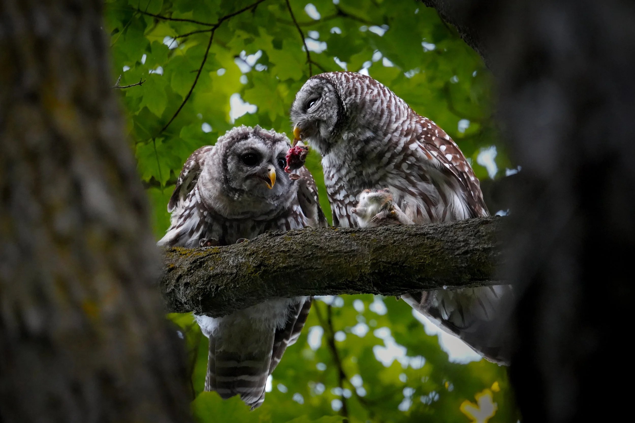 Barred Owls