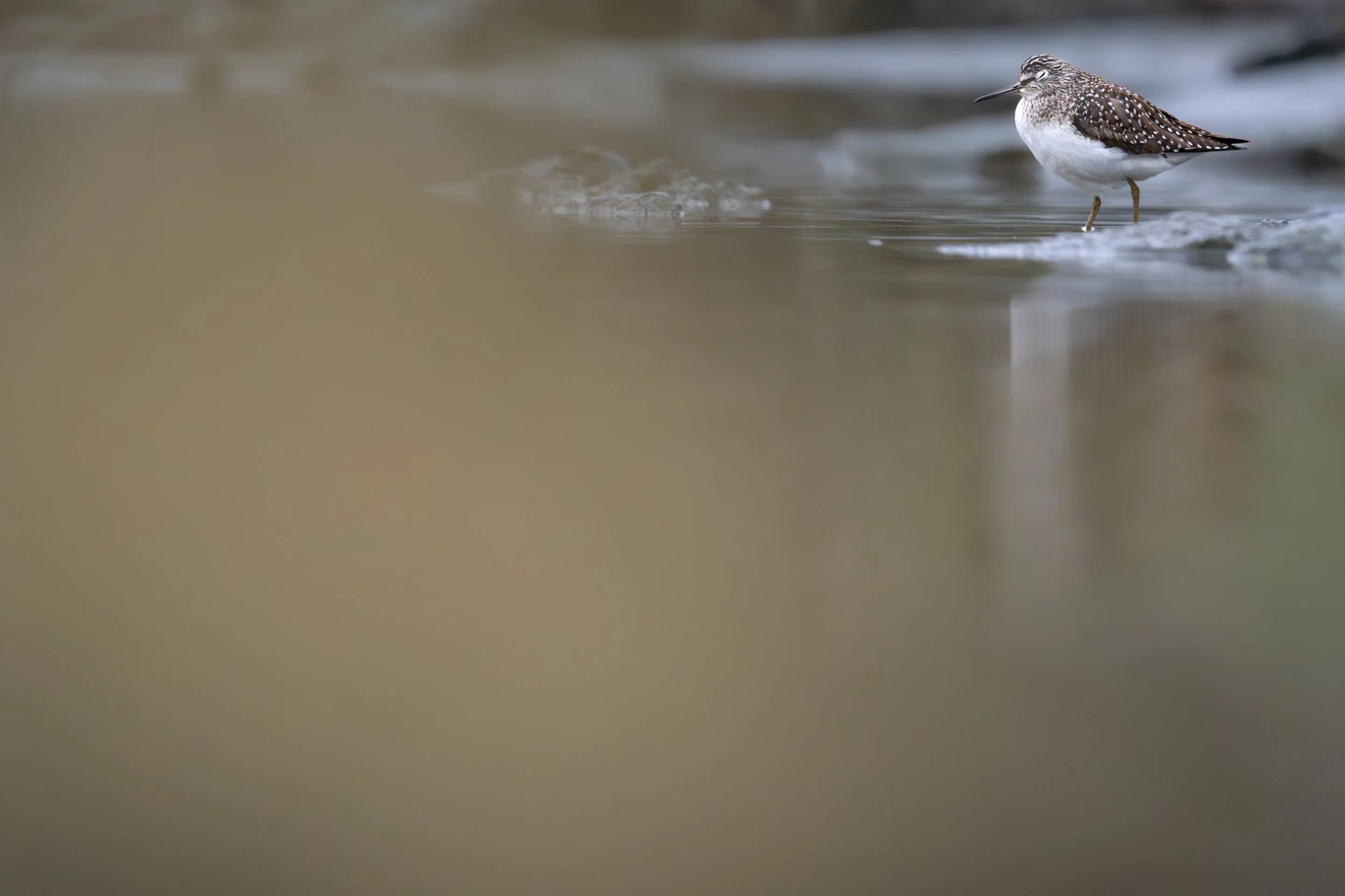 Solitary Sandpiper