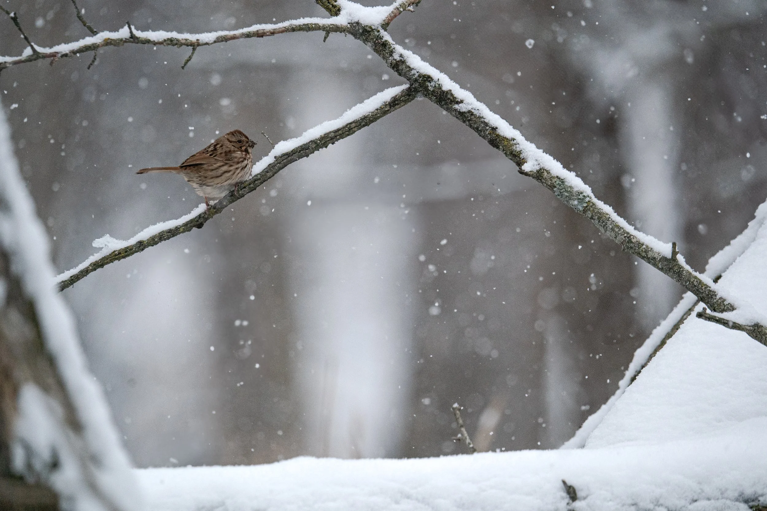 Song Sparrow