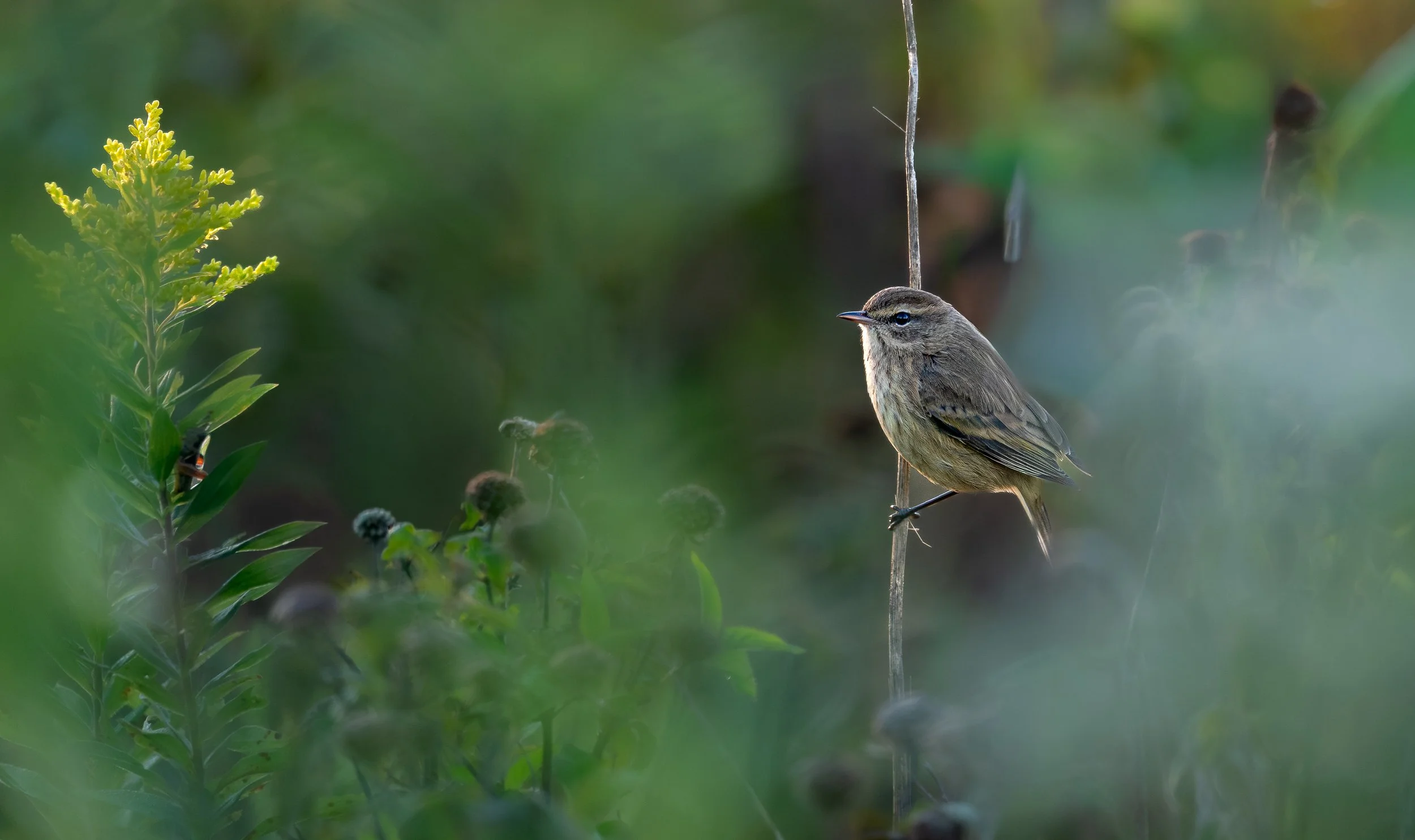 Palm Warbler