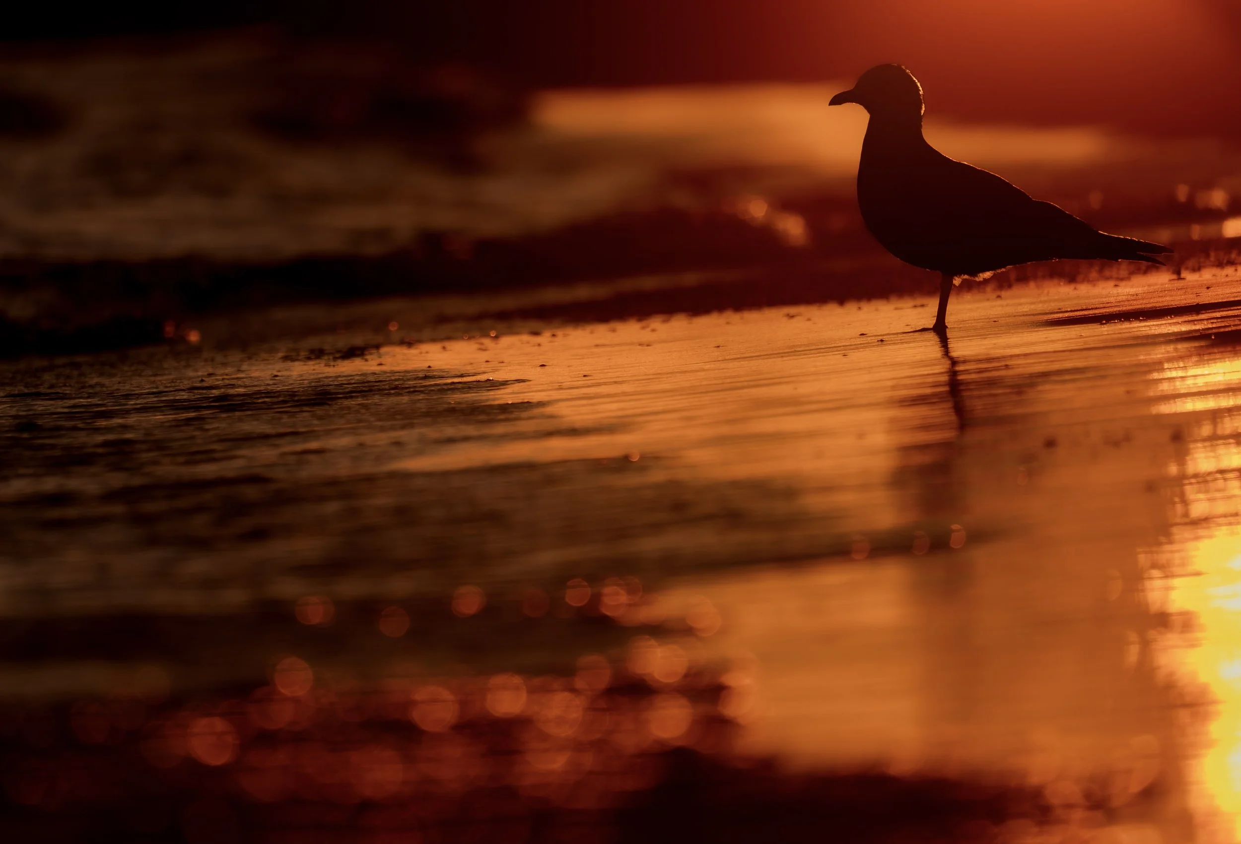 Ring-billed Gull