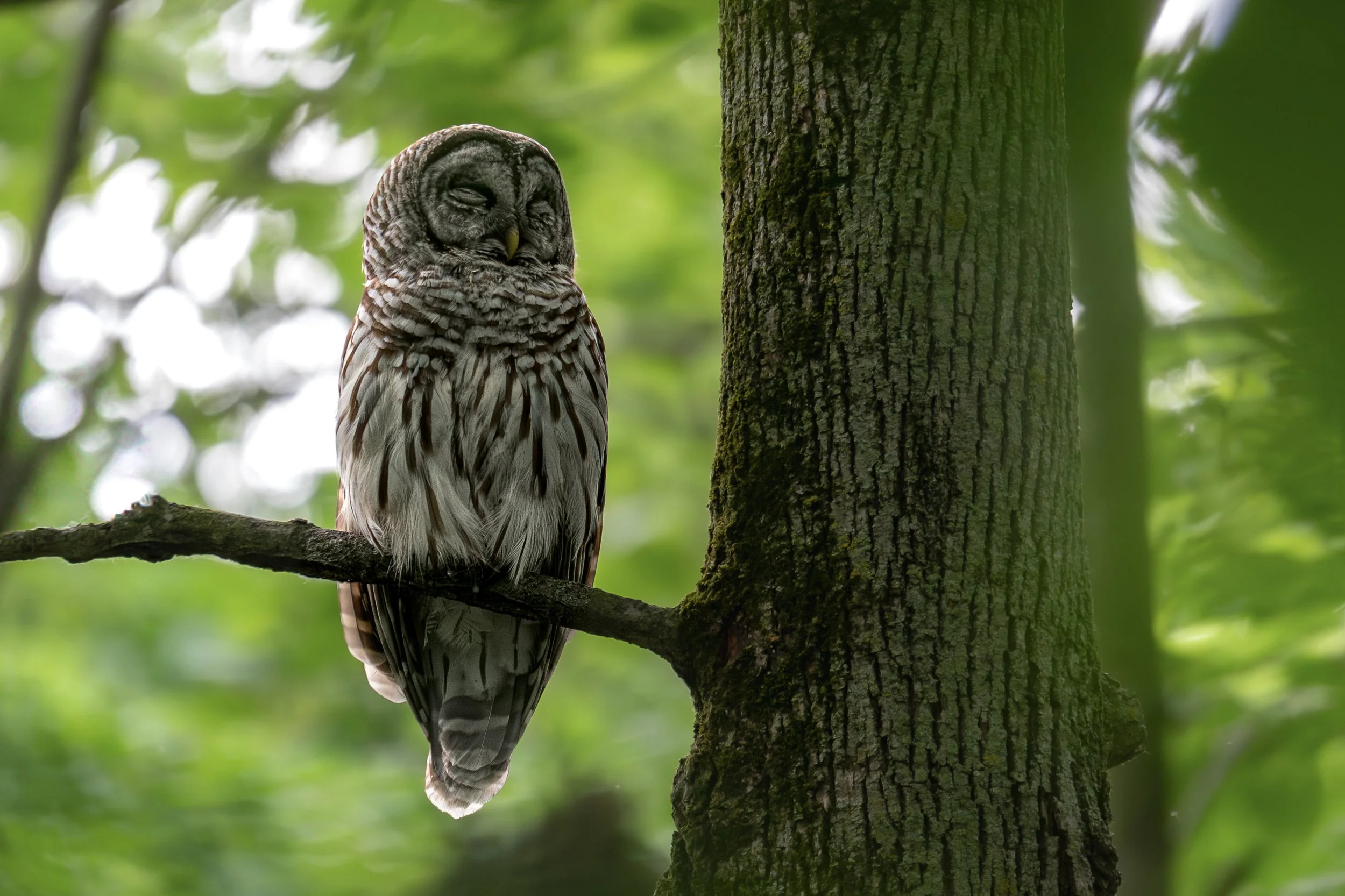 Barred Owl