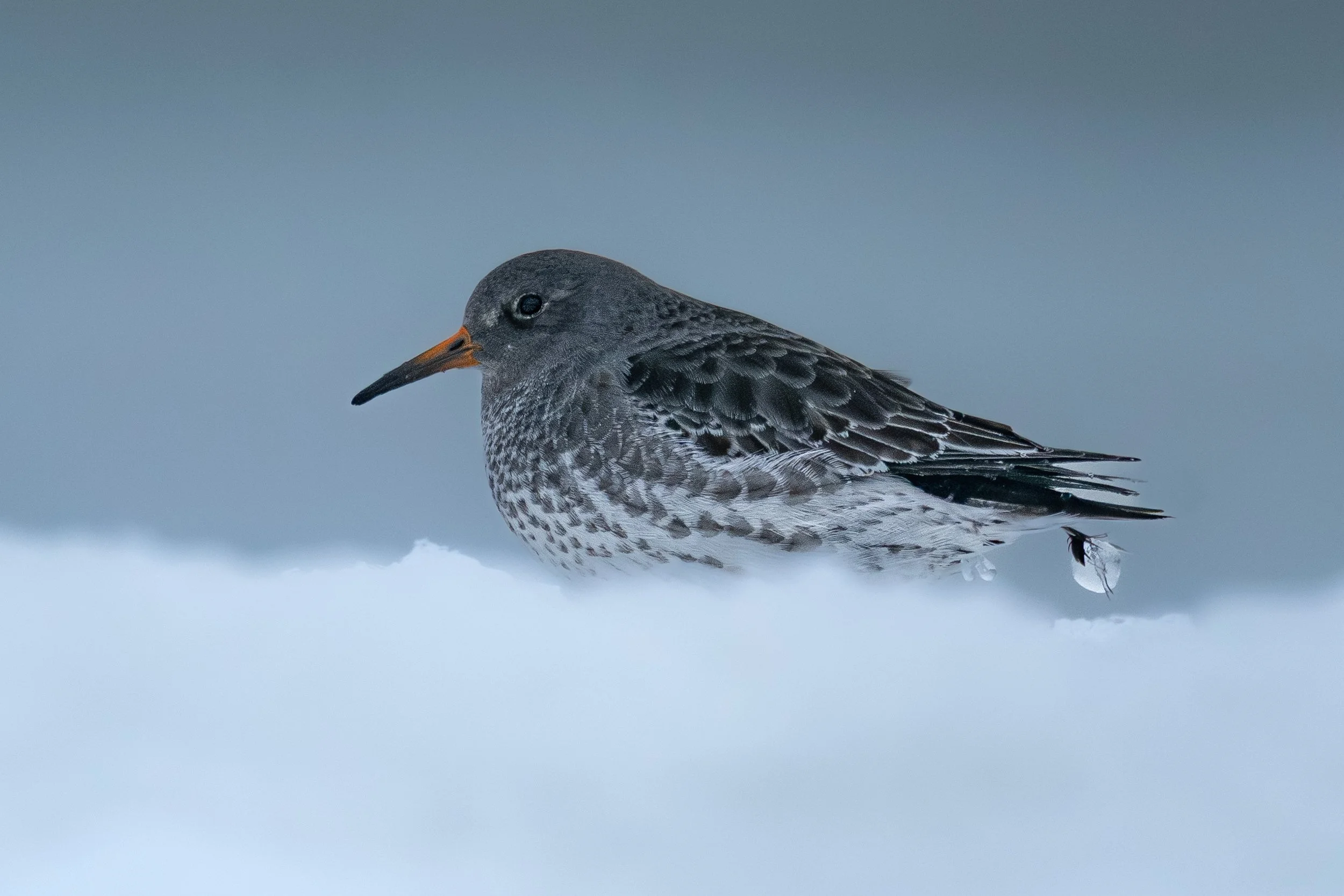 Purple Sandpiper