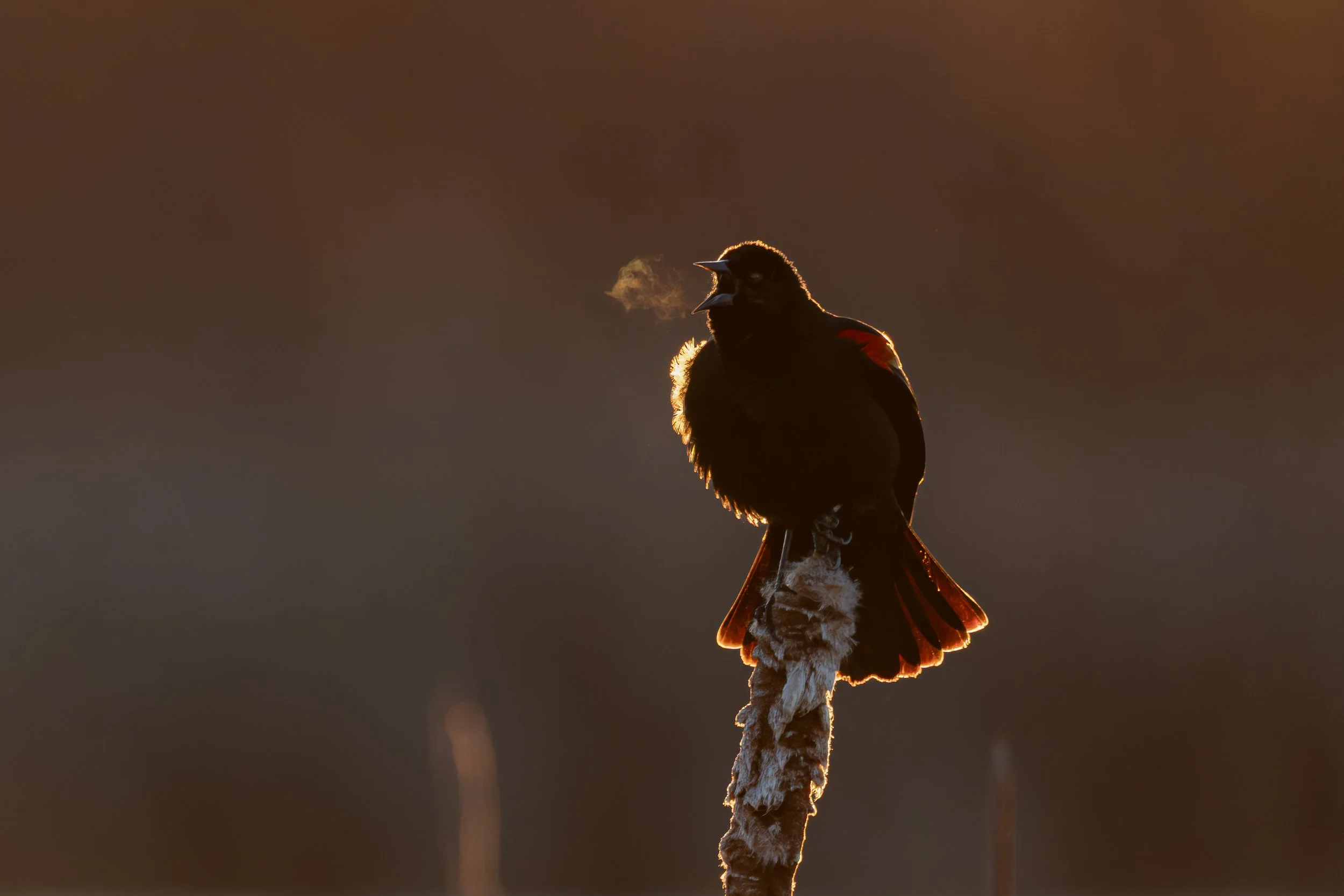 Red-winged Blackbird