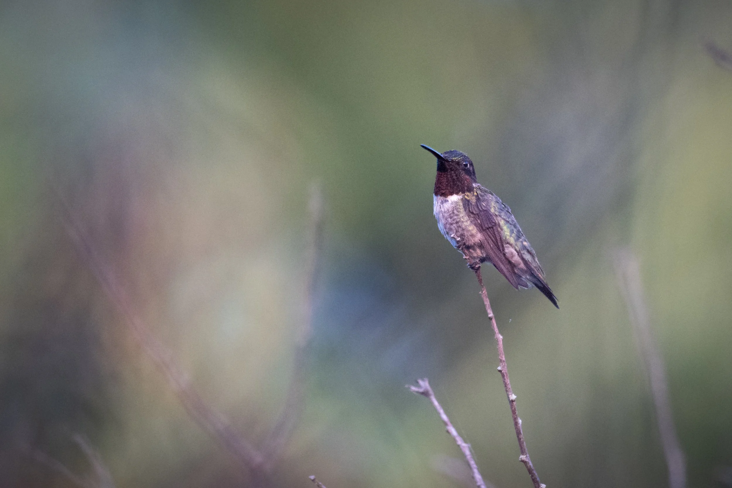 Ruby-throated Hummingbird