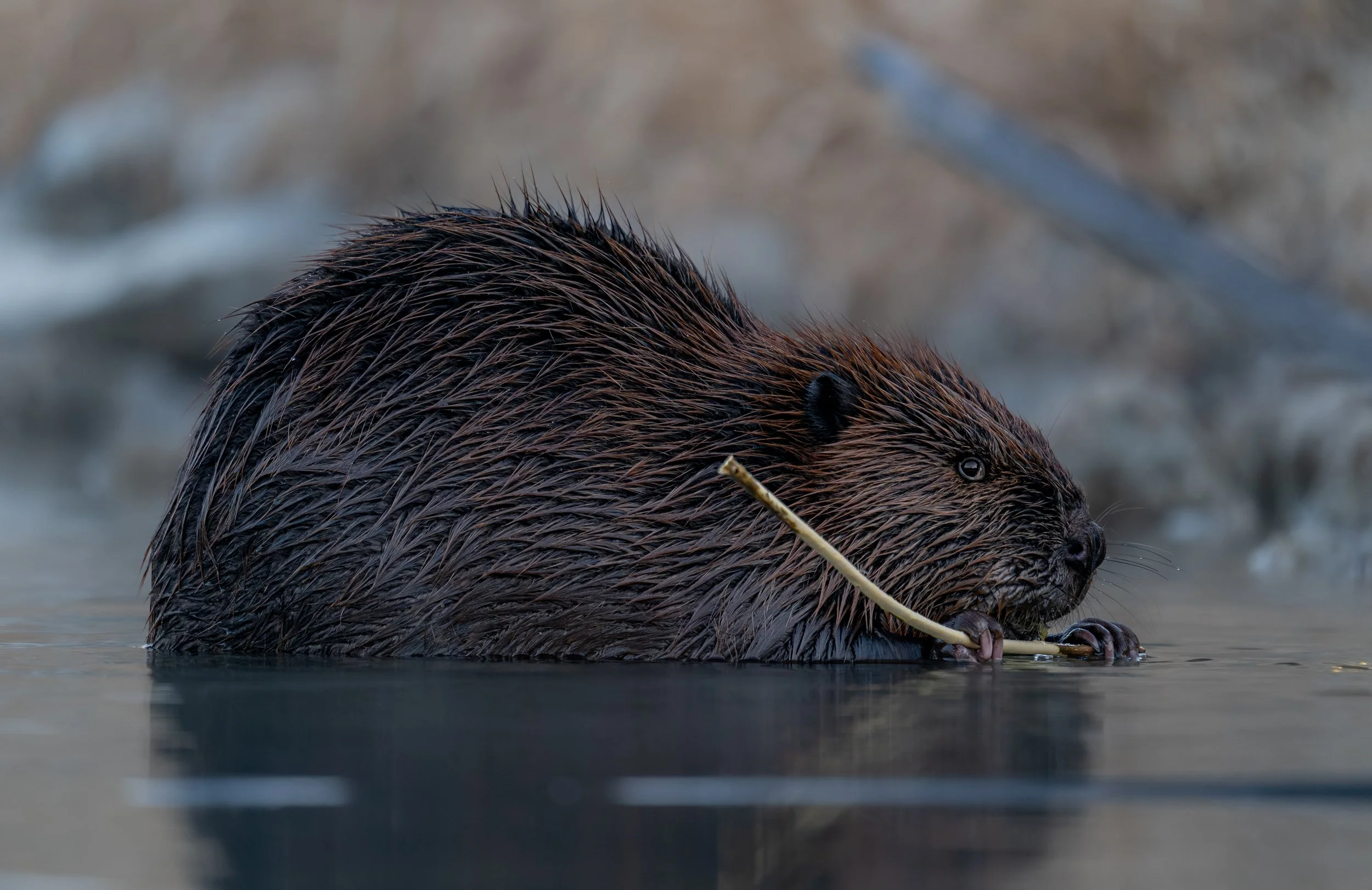 American Beaver