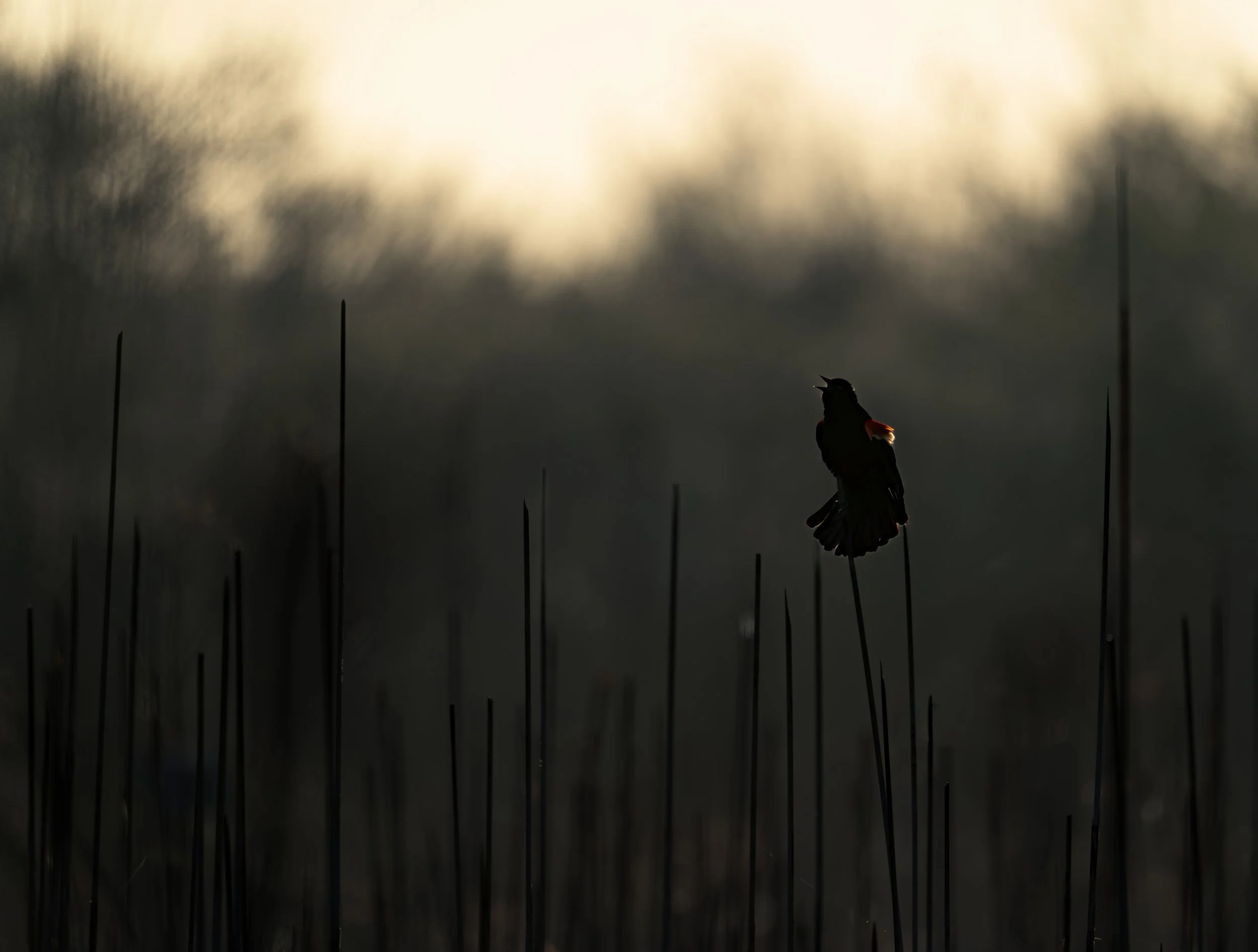 Red-winged Blackbird