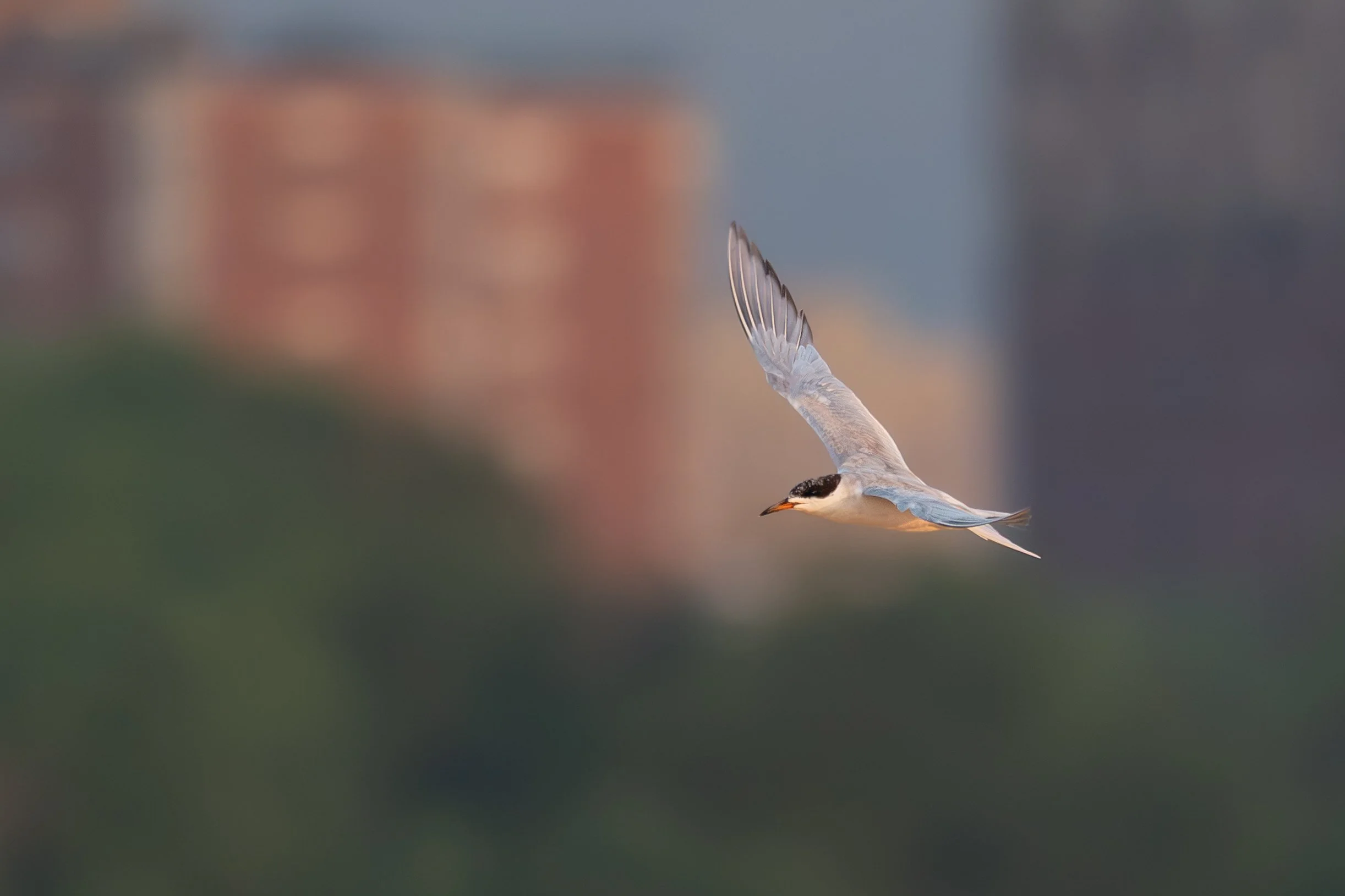 Forster's Tern