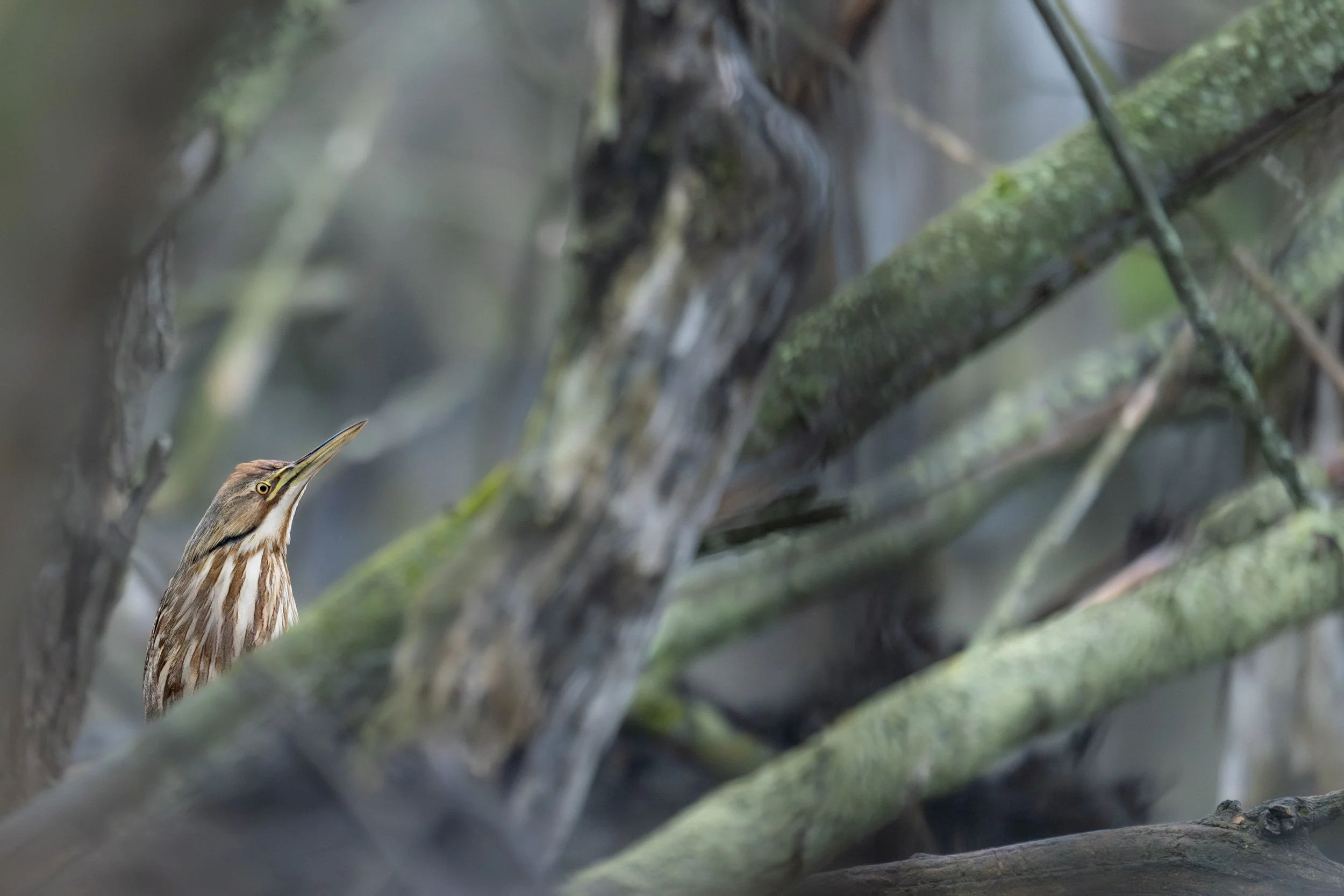 American Bittern