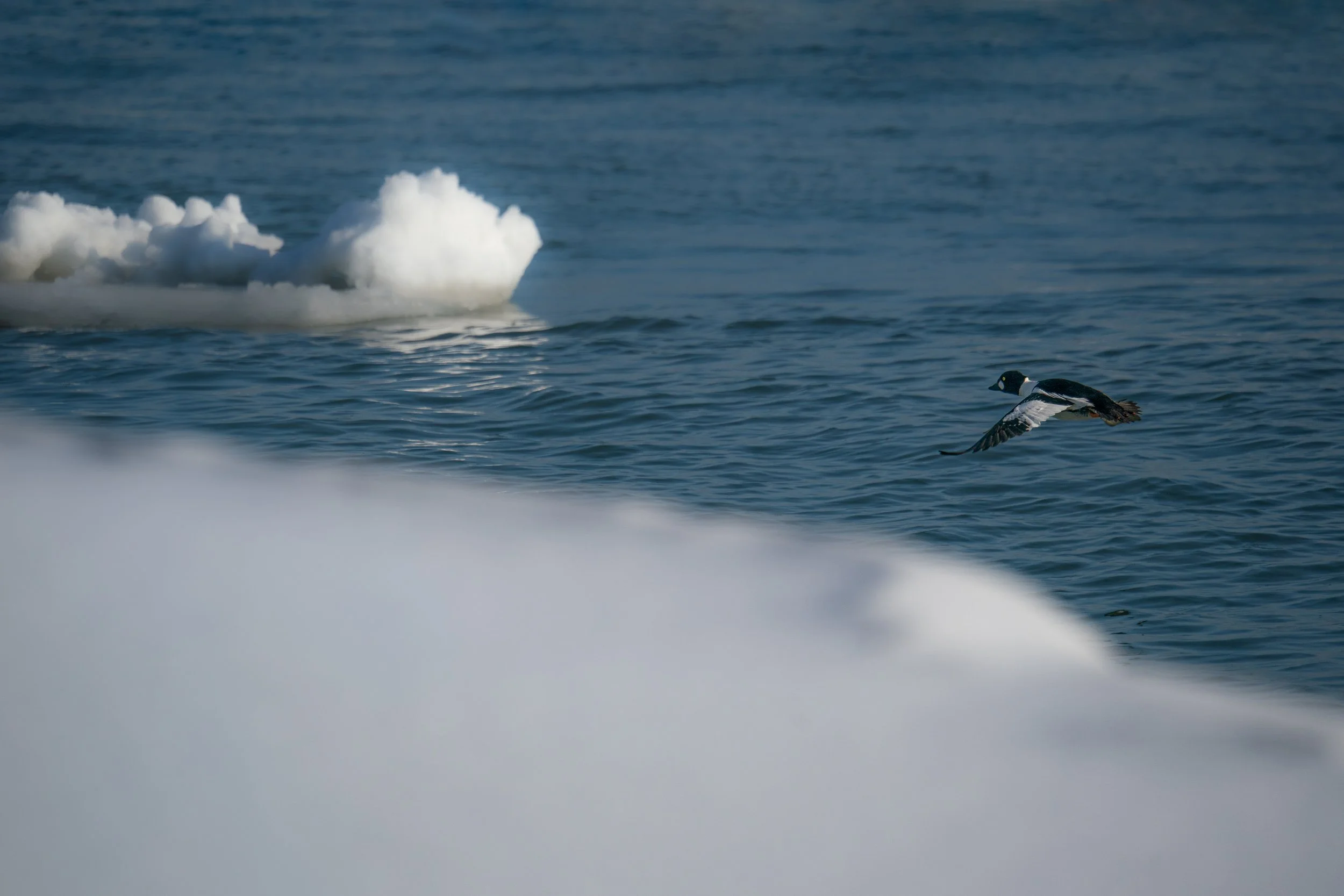 Common Goldeneye