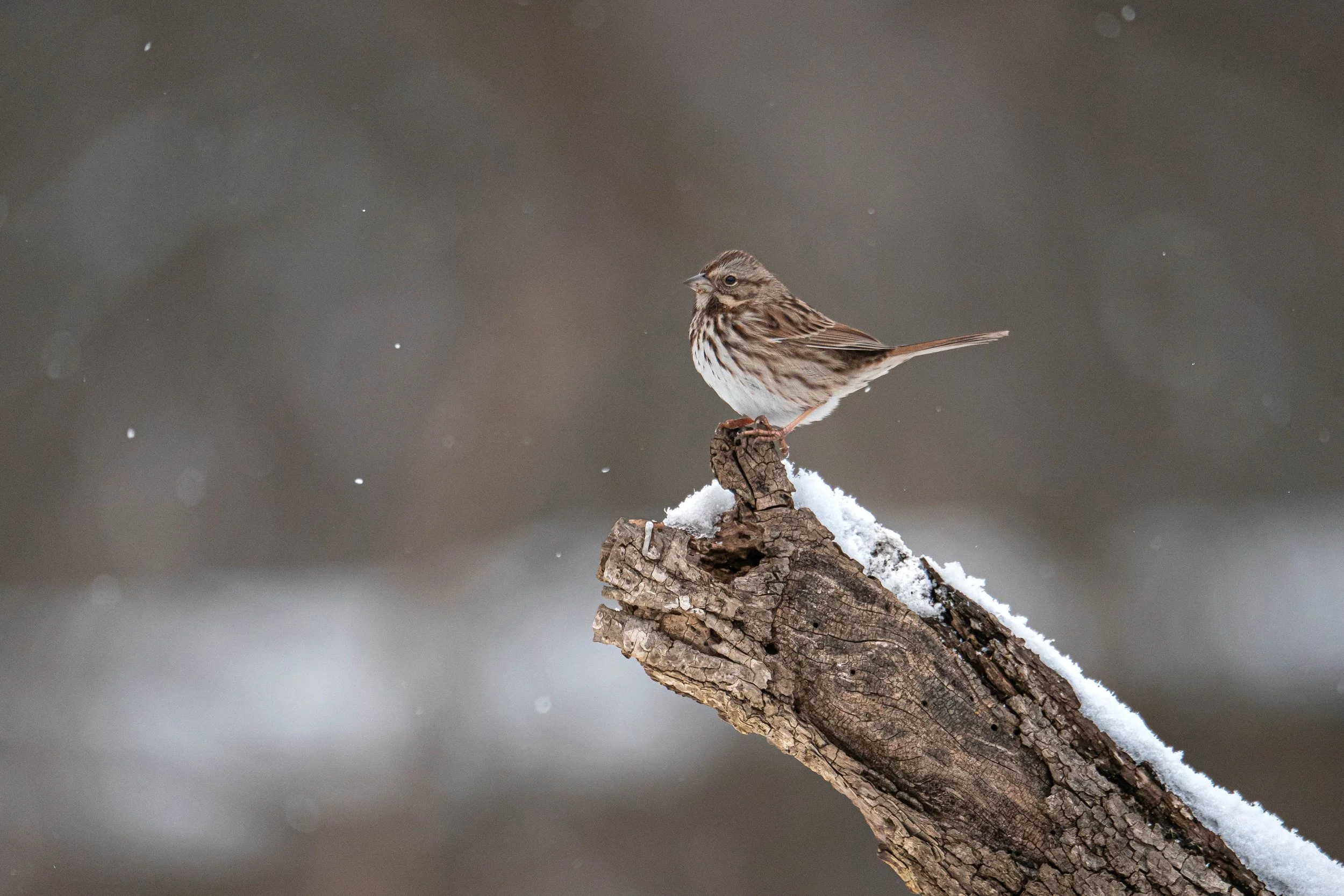 Song Sparrow