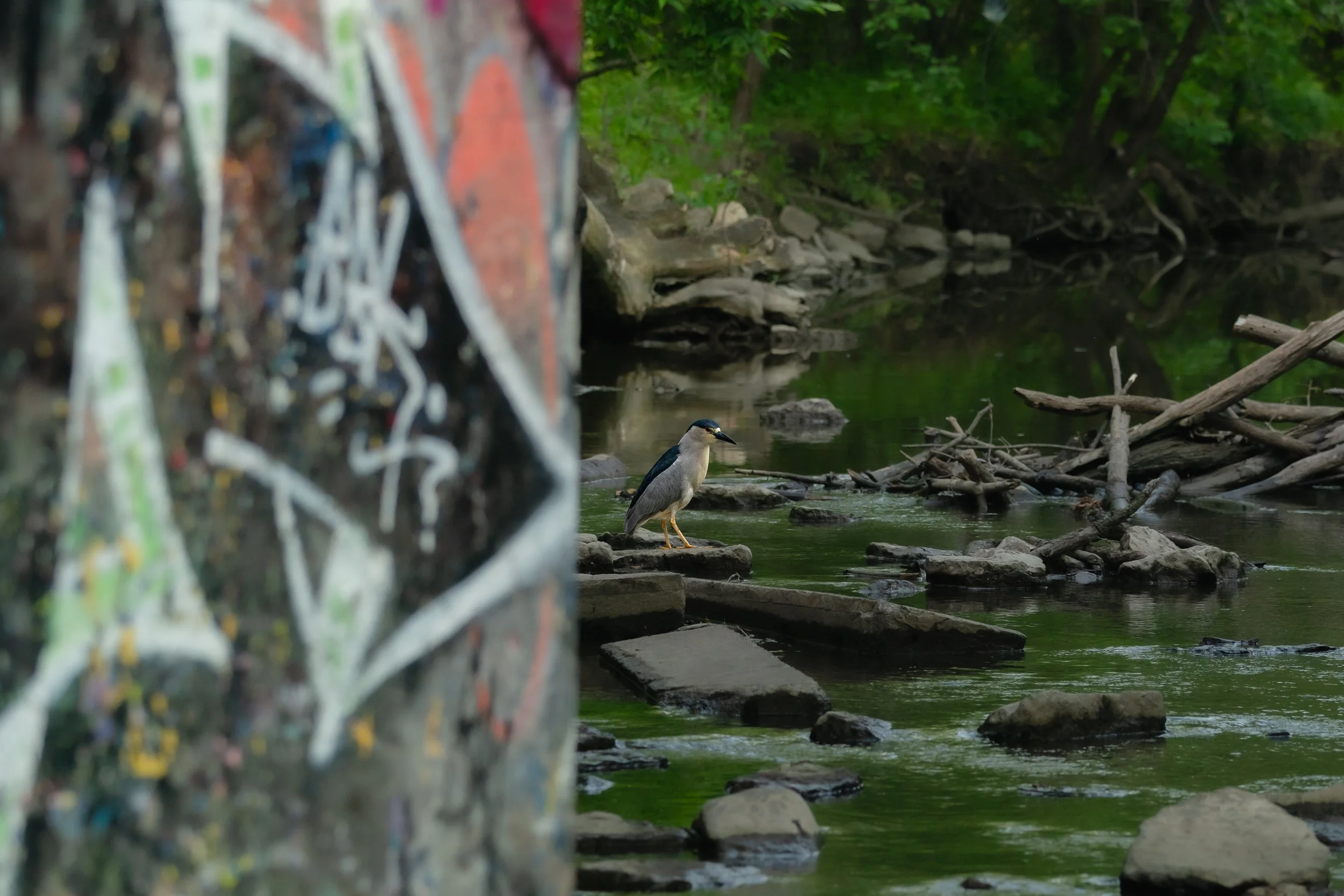 Black-crowned Night Heron