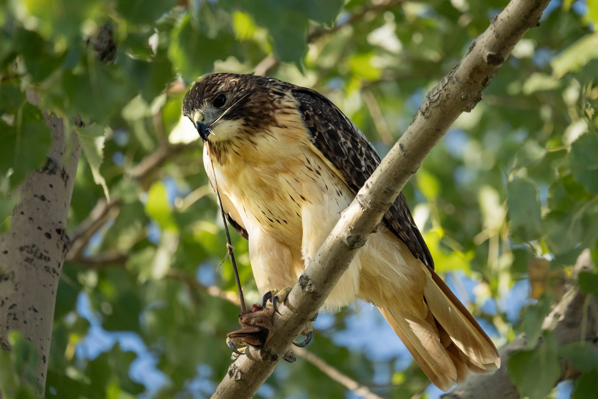 Red-tailed Hawk