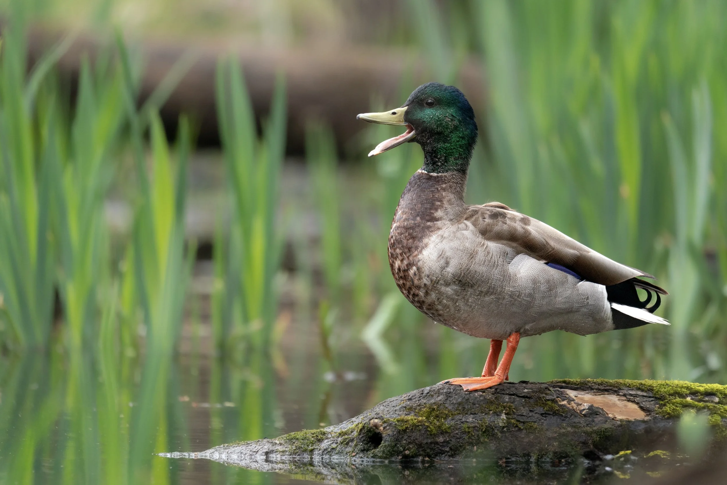 Mallard
