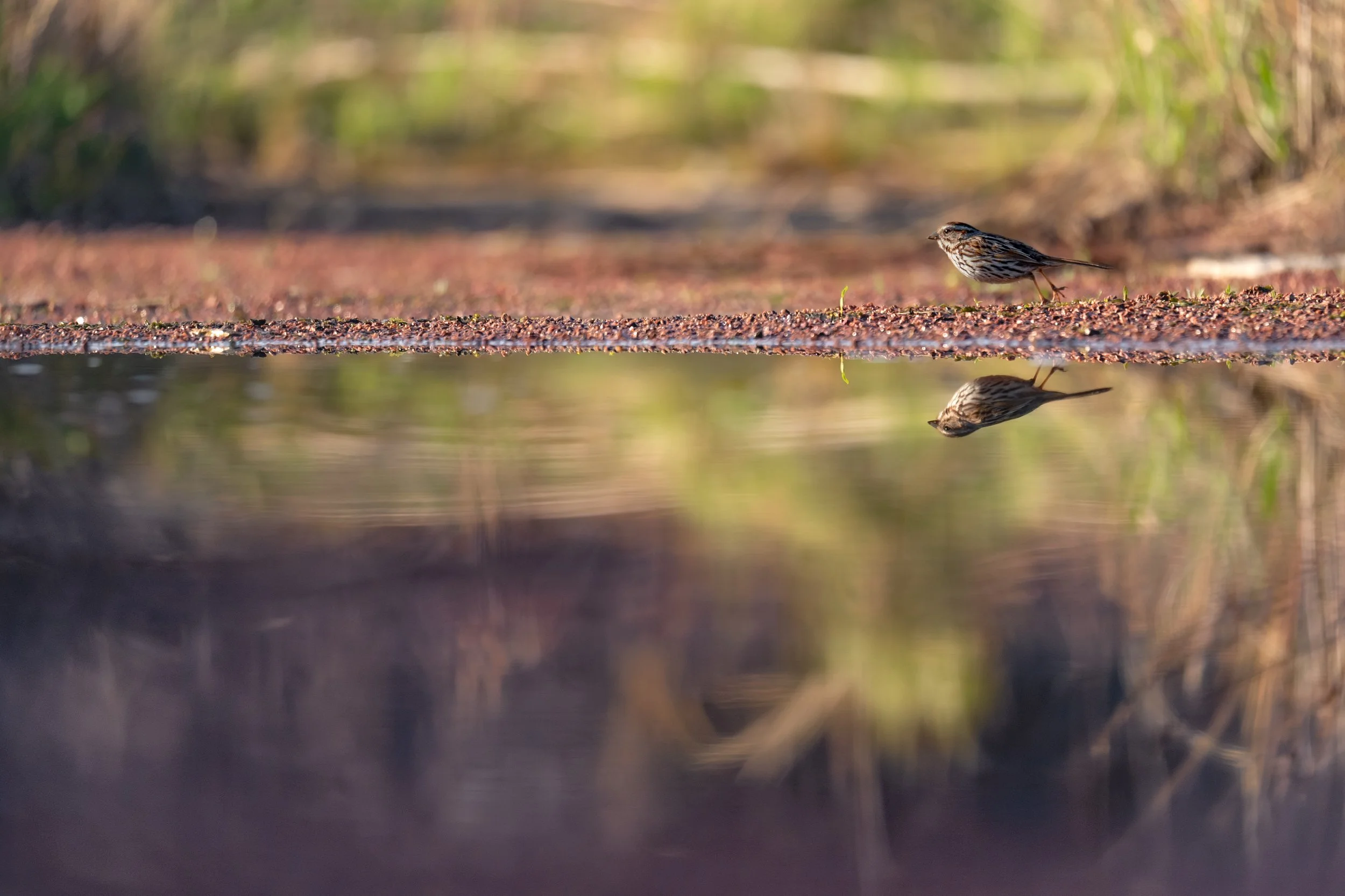Song Sparrow
