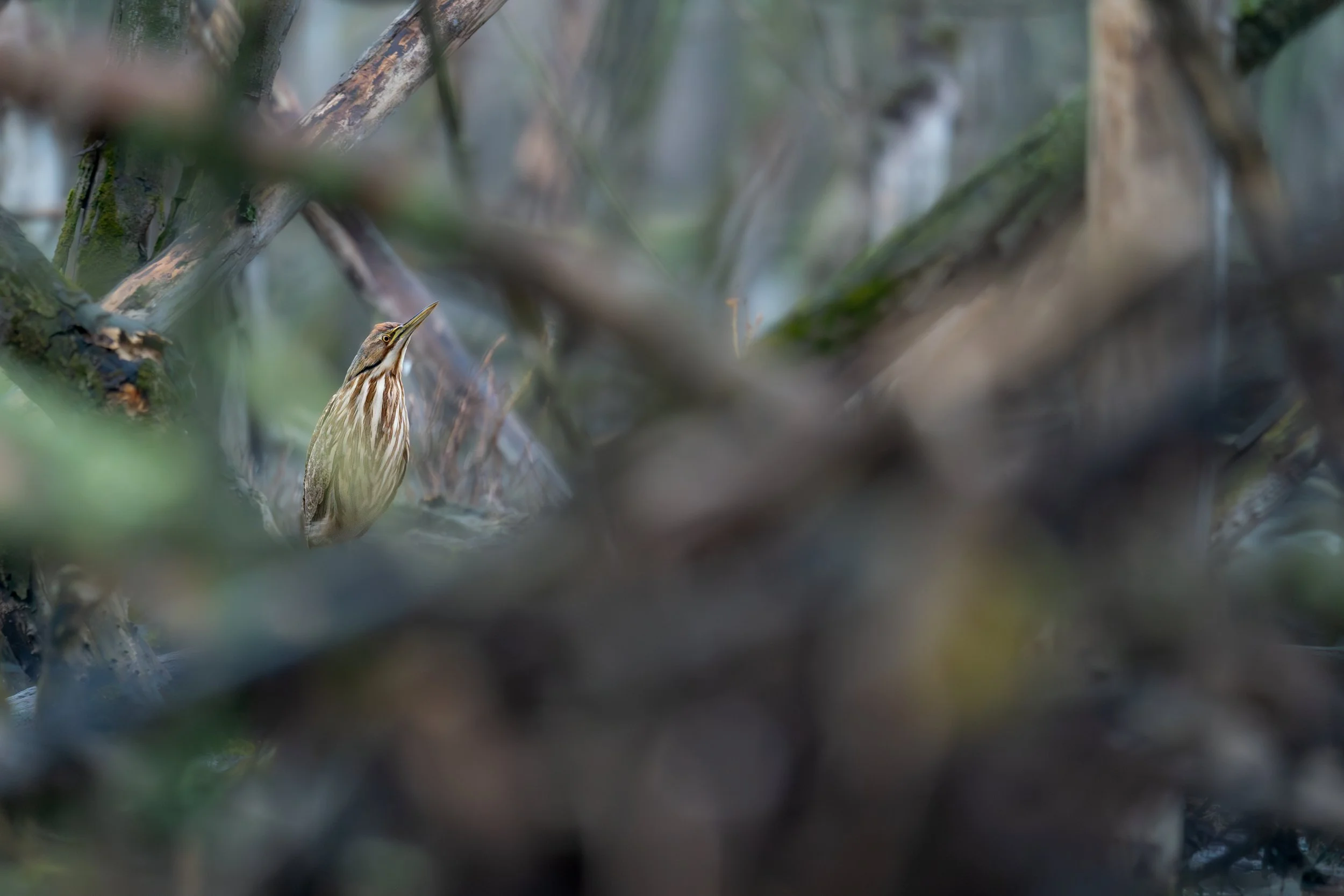 American Bittern