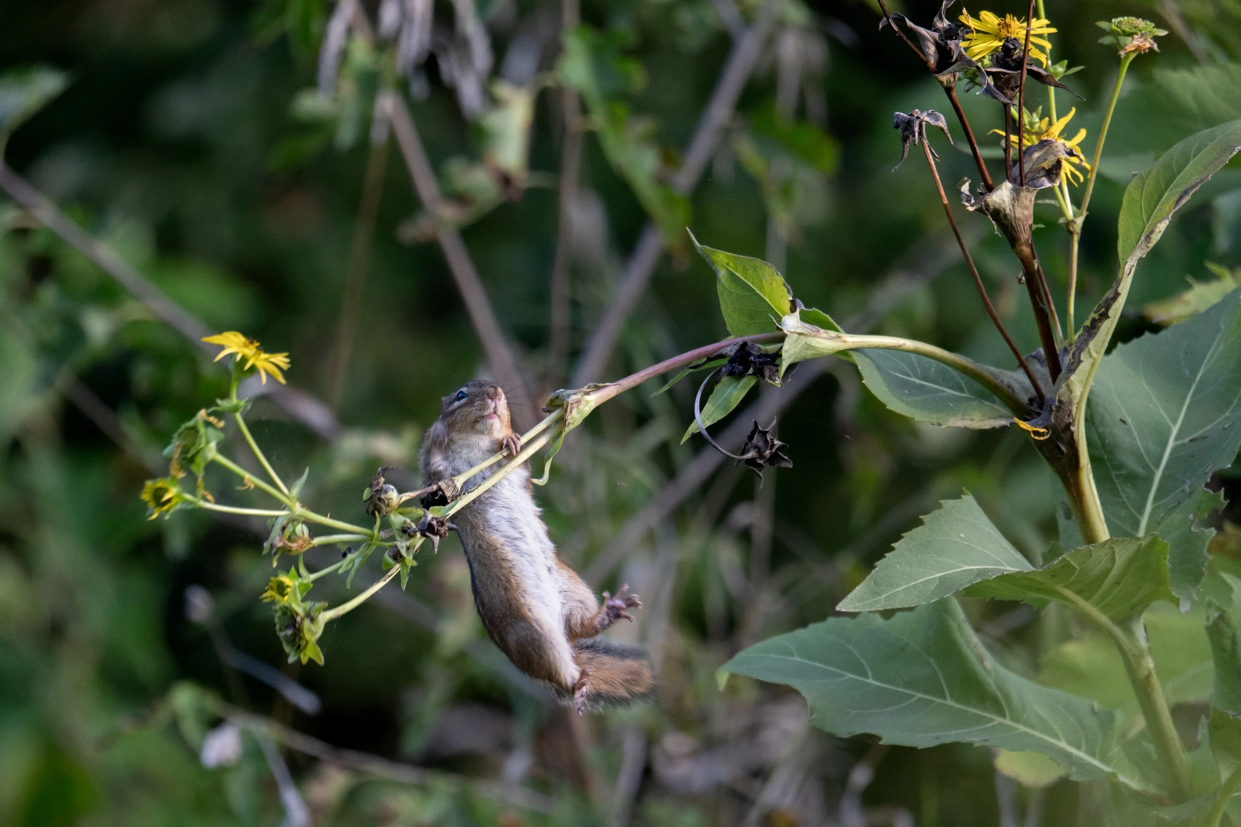Eastern Chipmunk