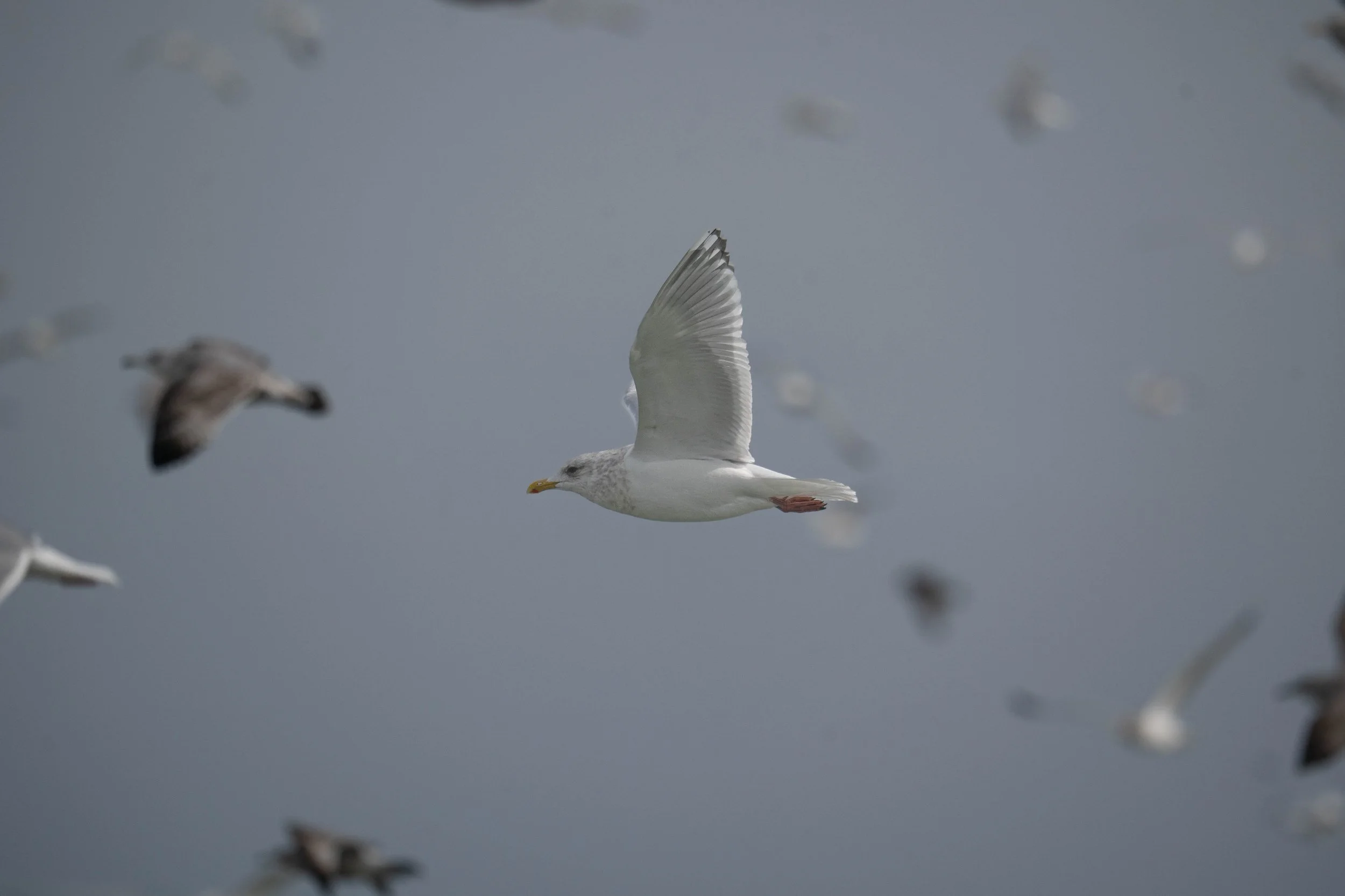 Iceland Gull (Thayer's)