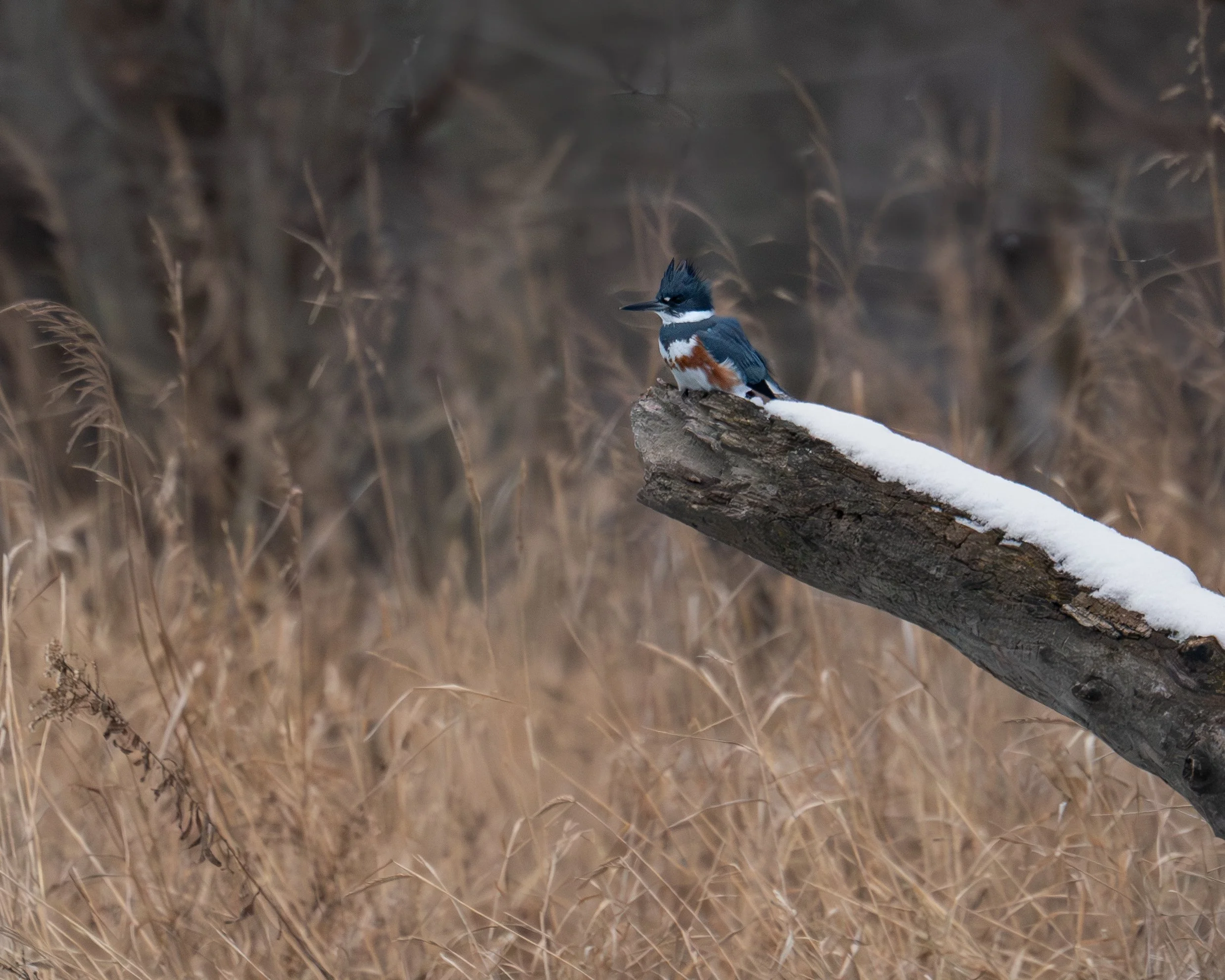 Belted Kingfisher