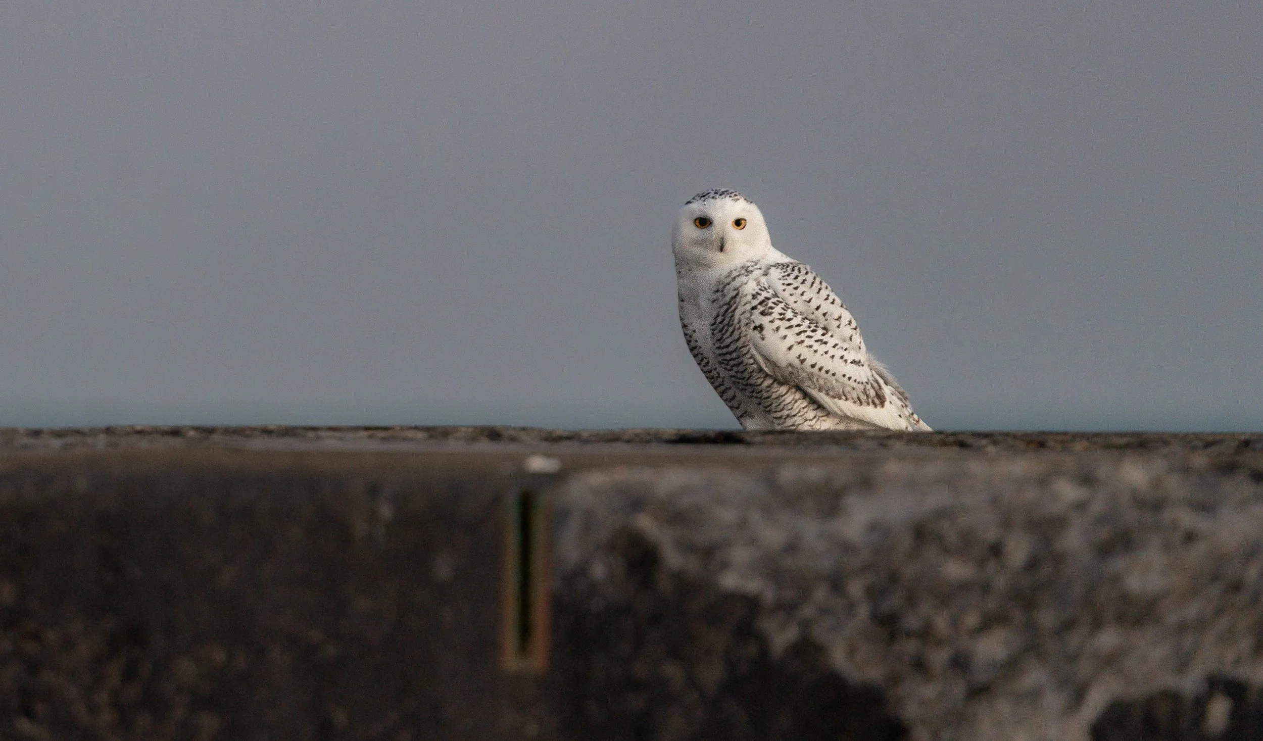 Snowy Owl