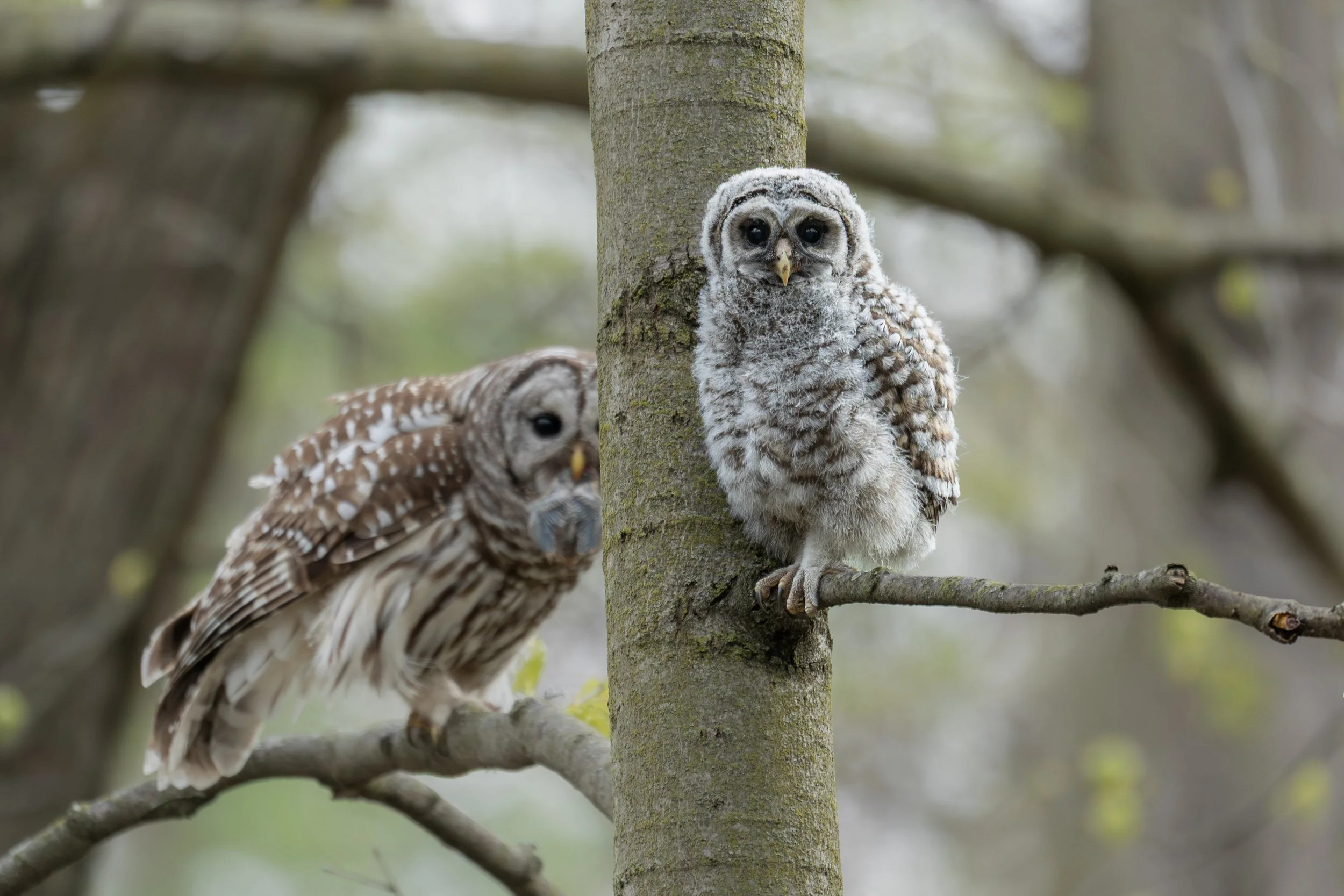 Barred Owls