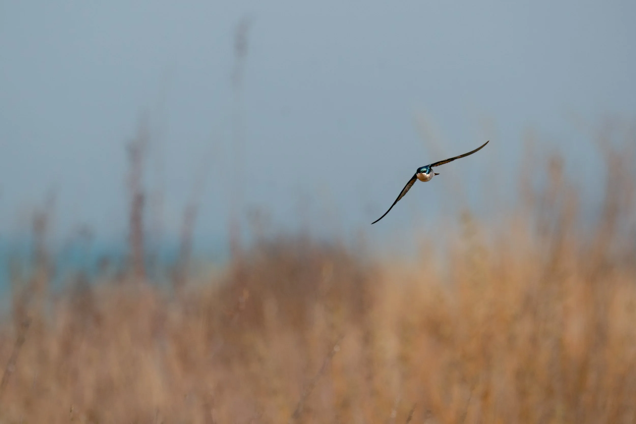 Tree Swallow