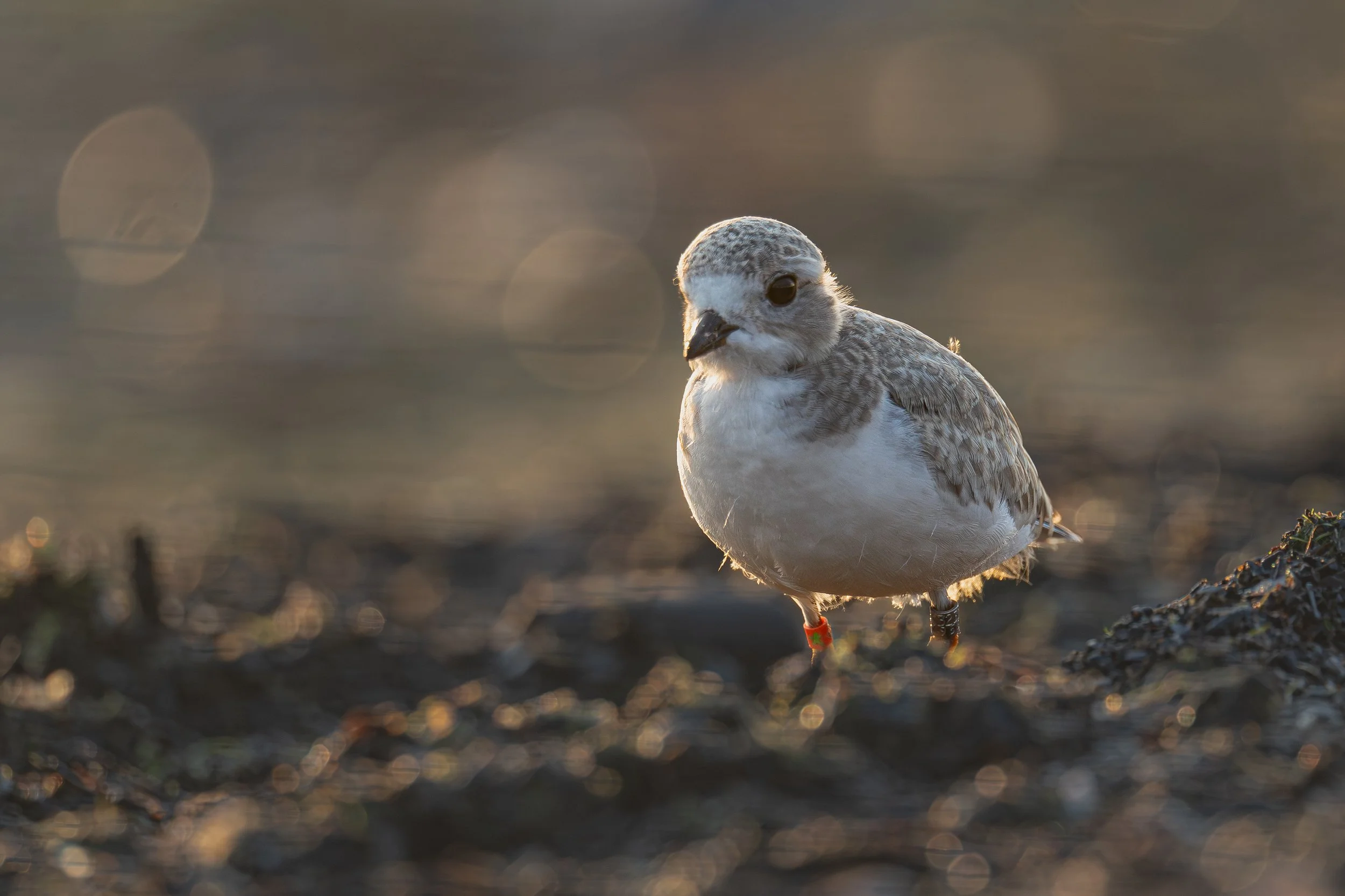 Piping Plover