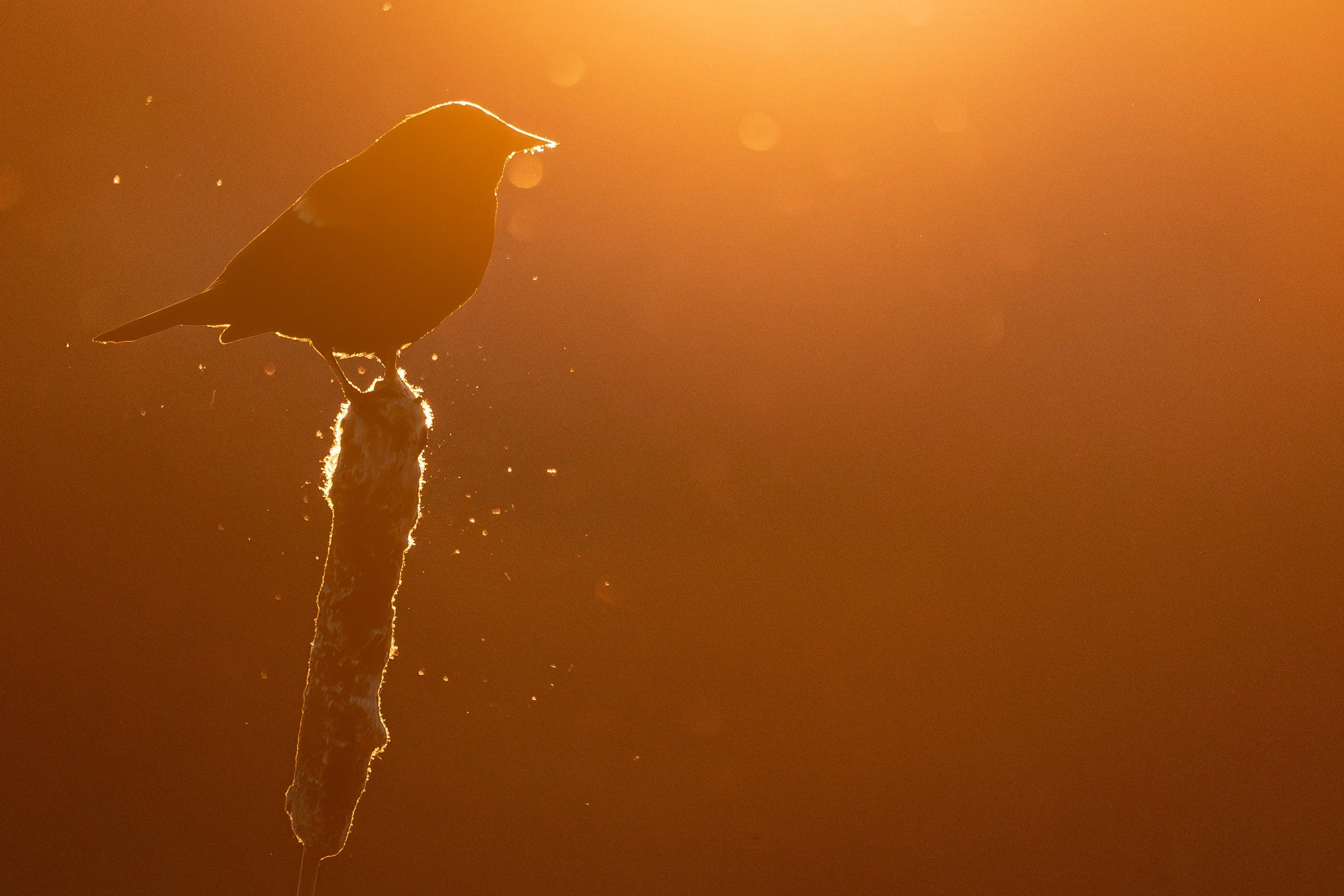 Red-winged Blackbird