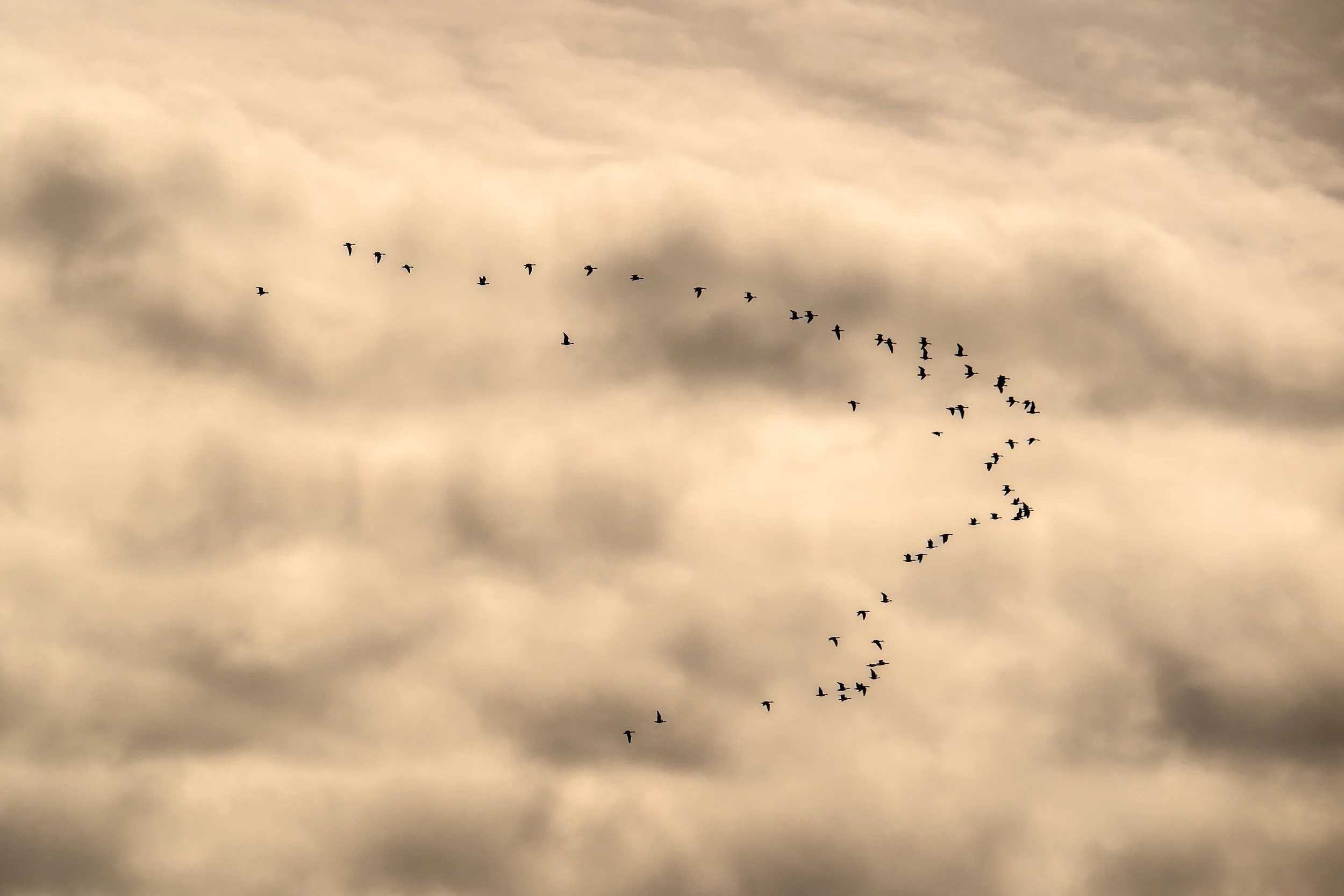 Canada Goose