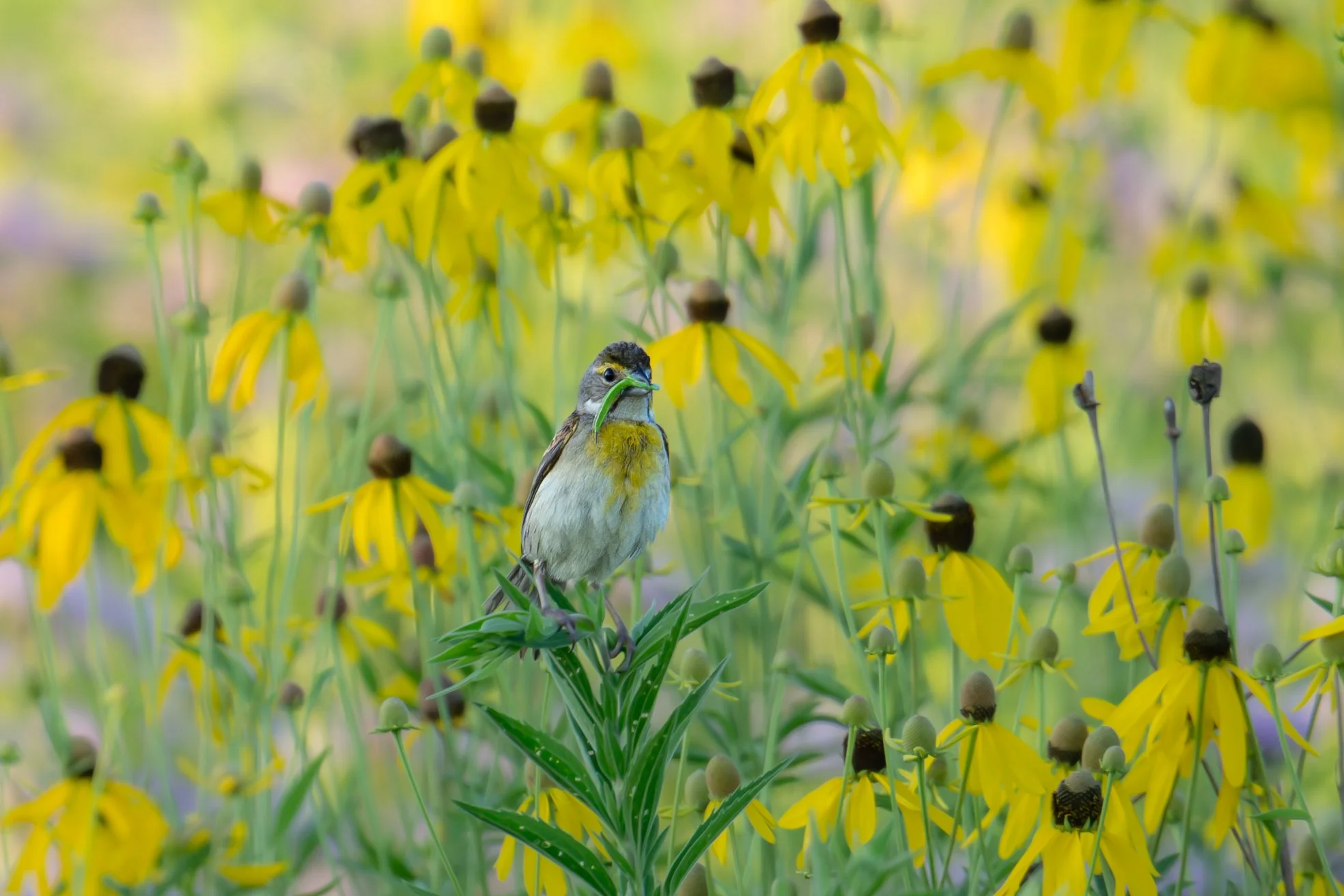 Dickcissel