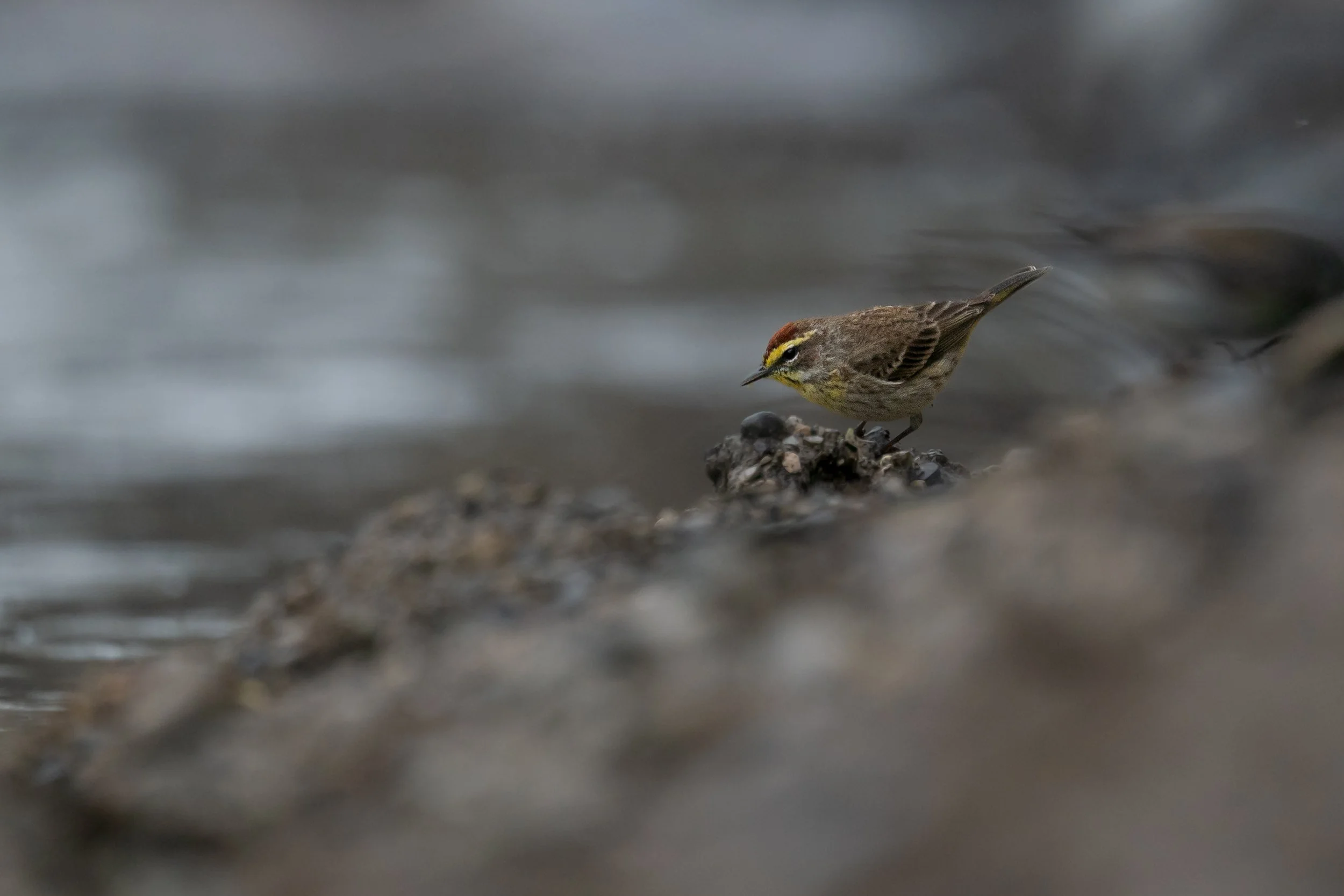 Palm Warbler