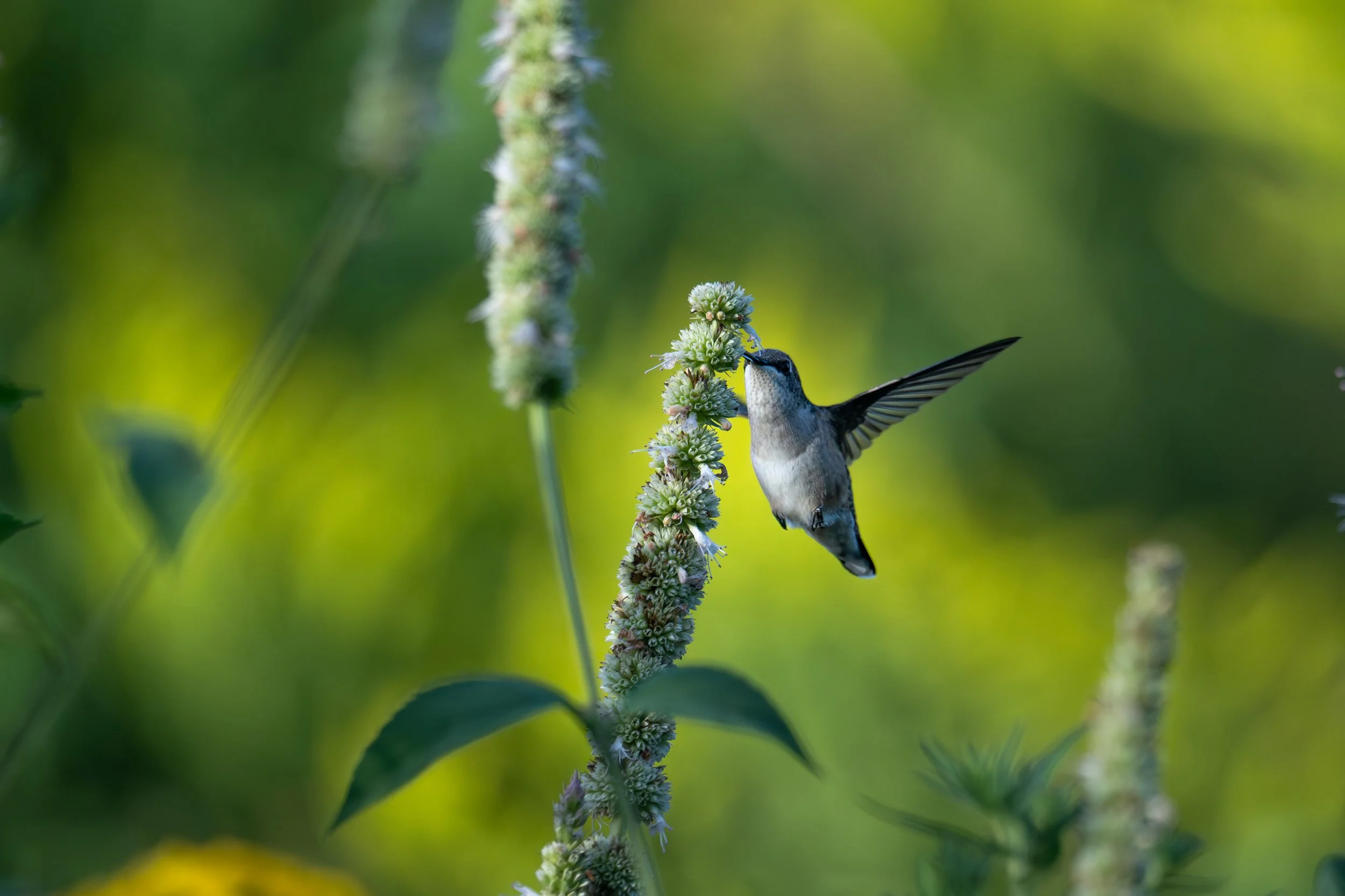 Ruby-throated Hummingbird