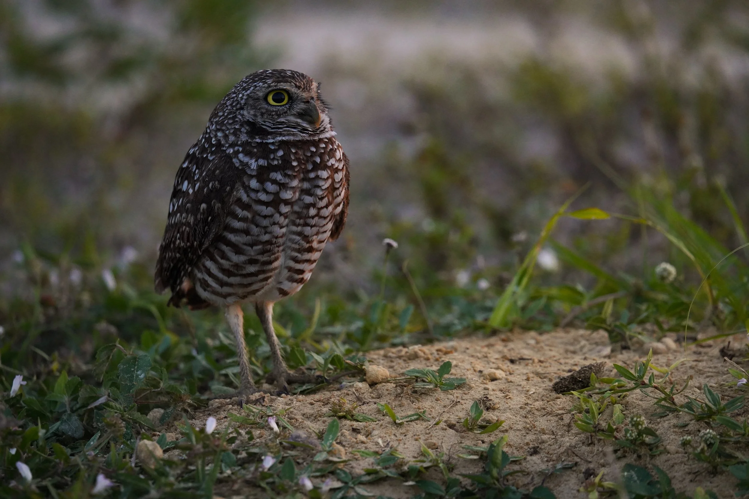 Burrowing Owl