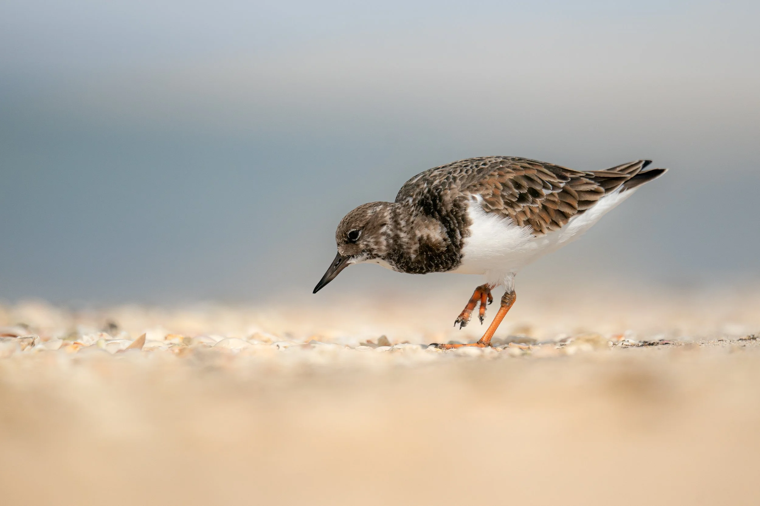 Ruddy Turnstone