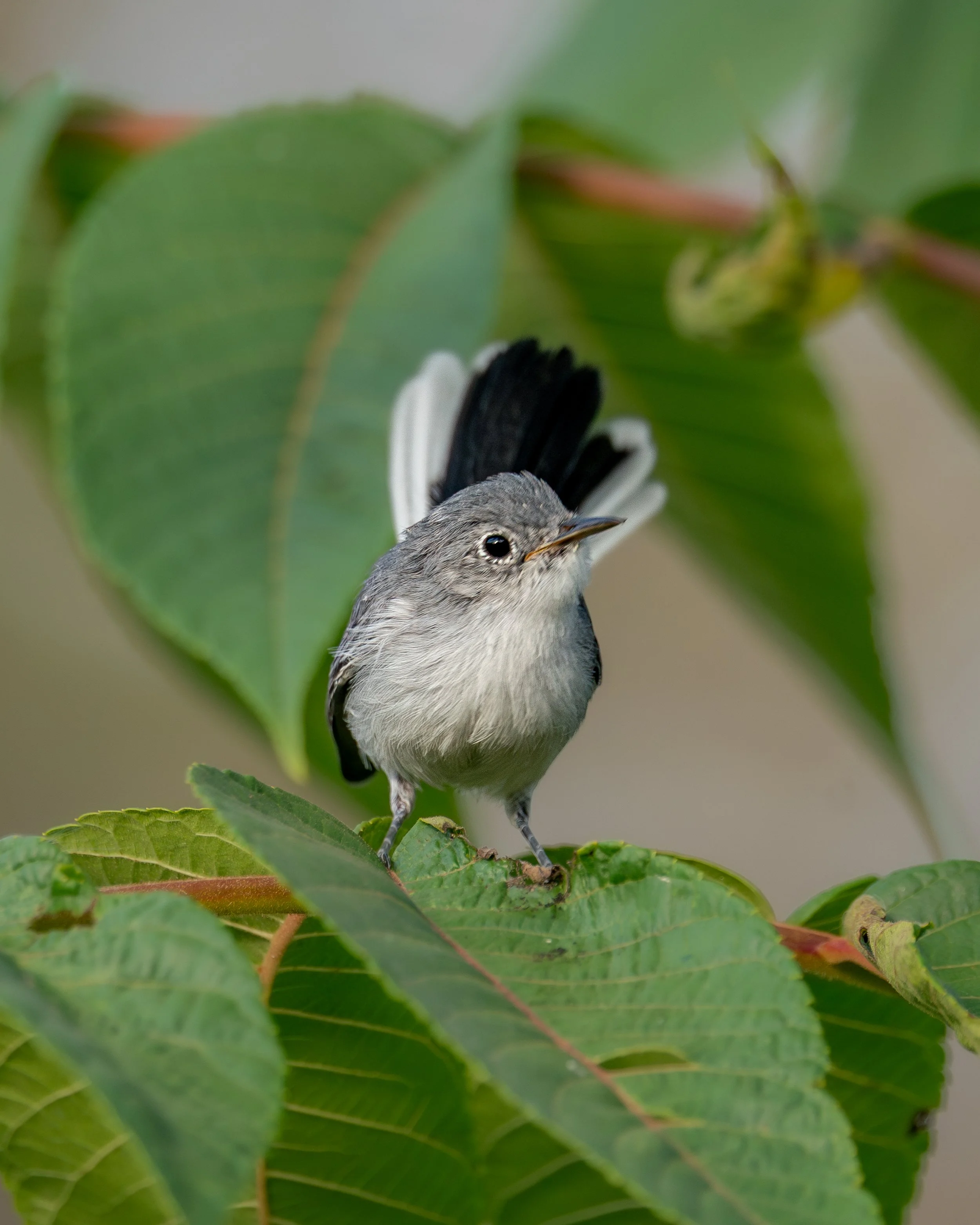 Blue-Gray Gnatcatcher