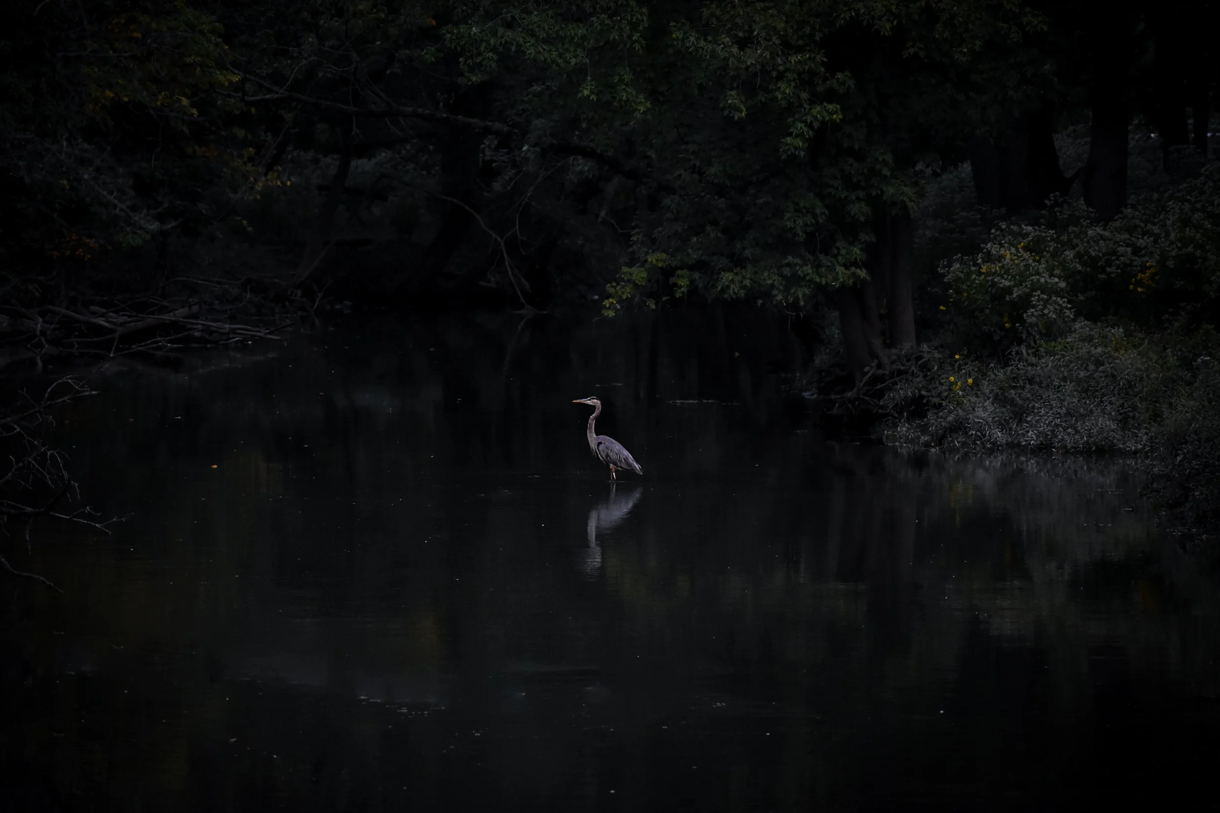 Great Blue Heron