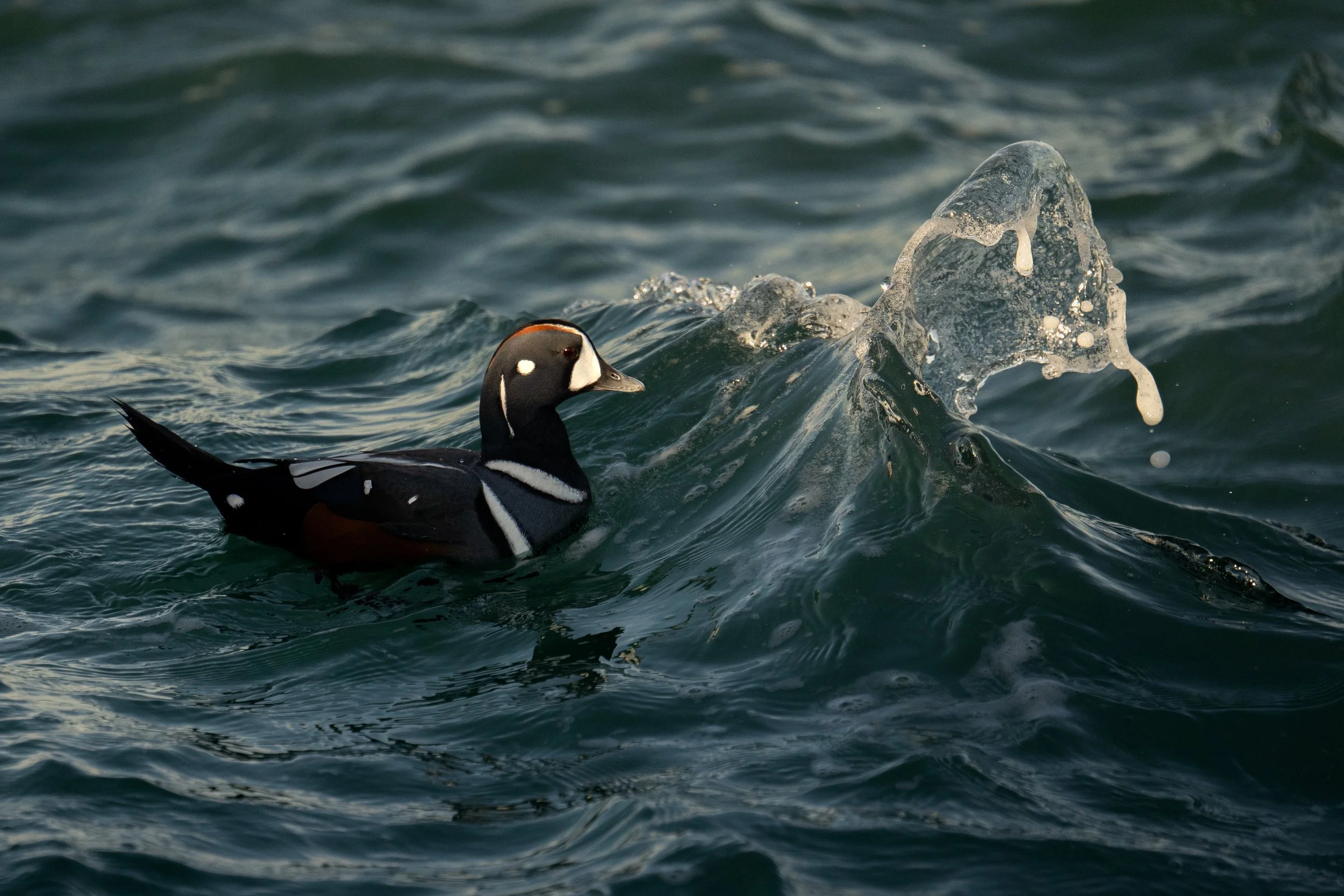 Harlequin Duck