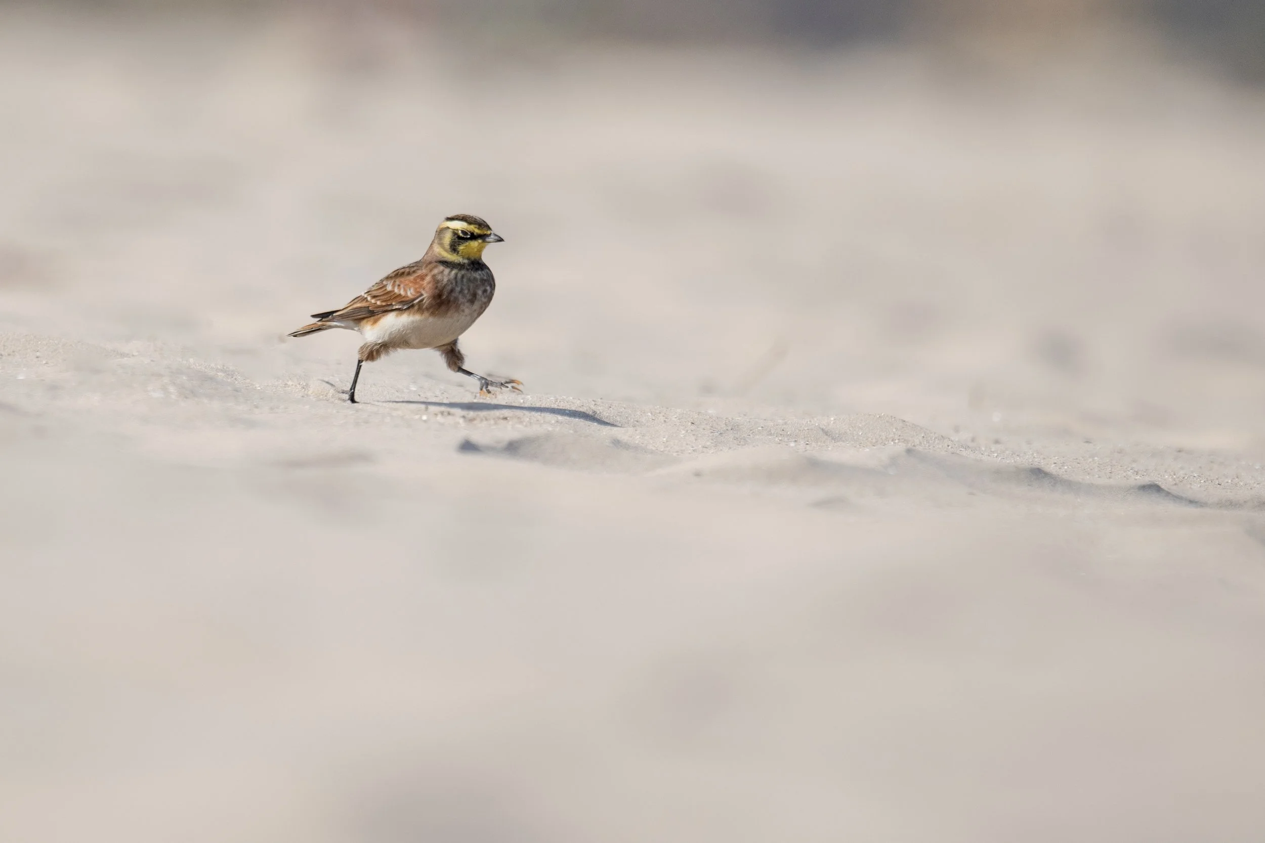 Horned Lark