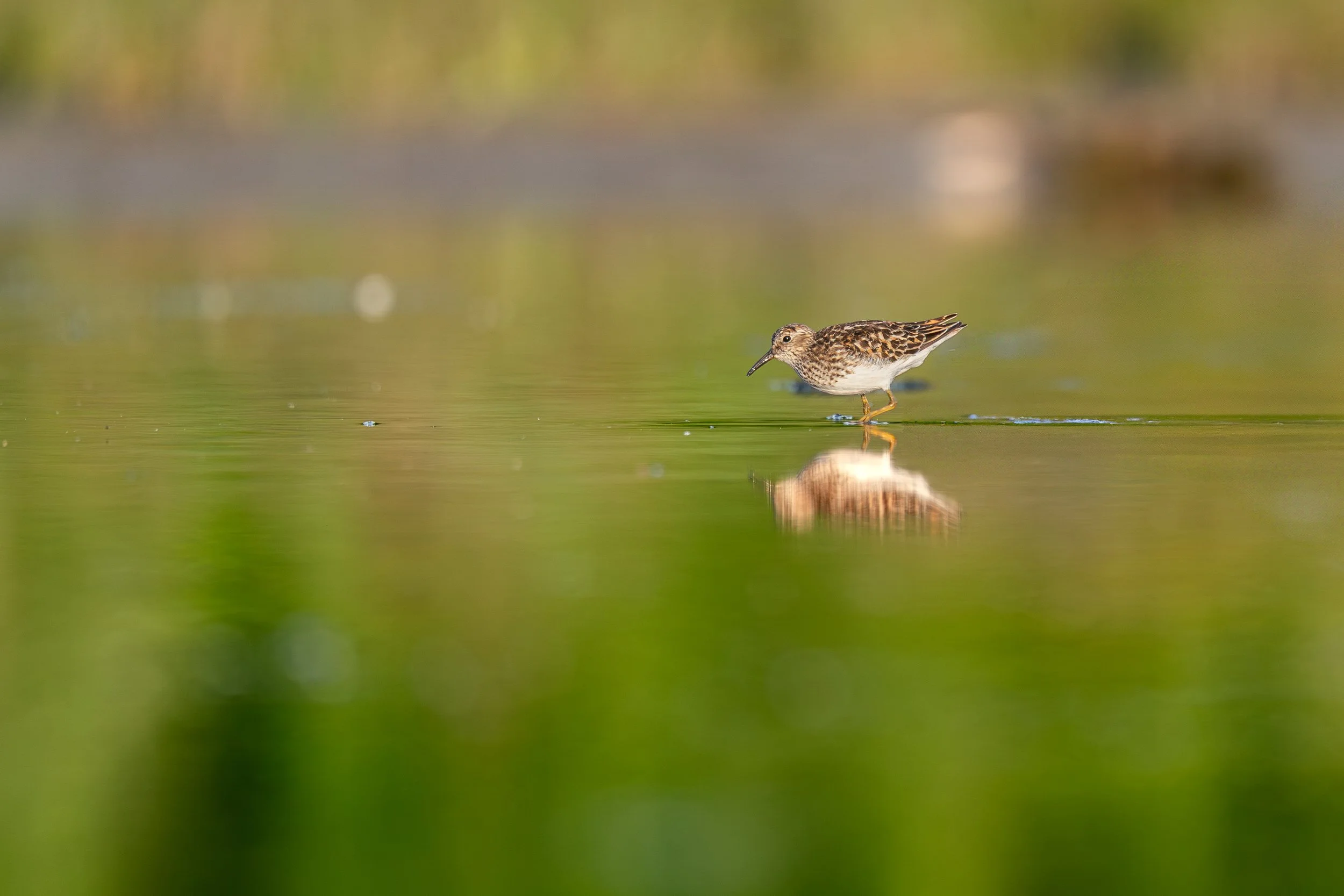 Least Sandpiper