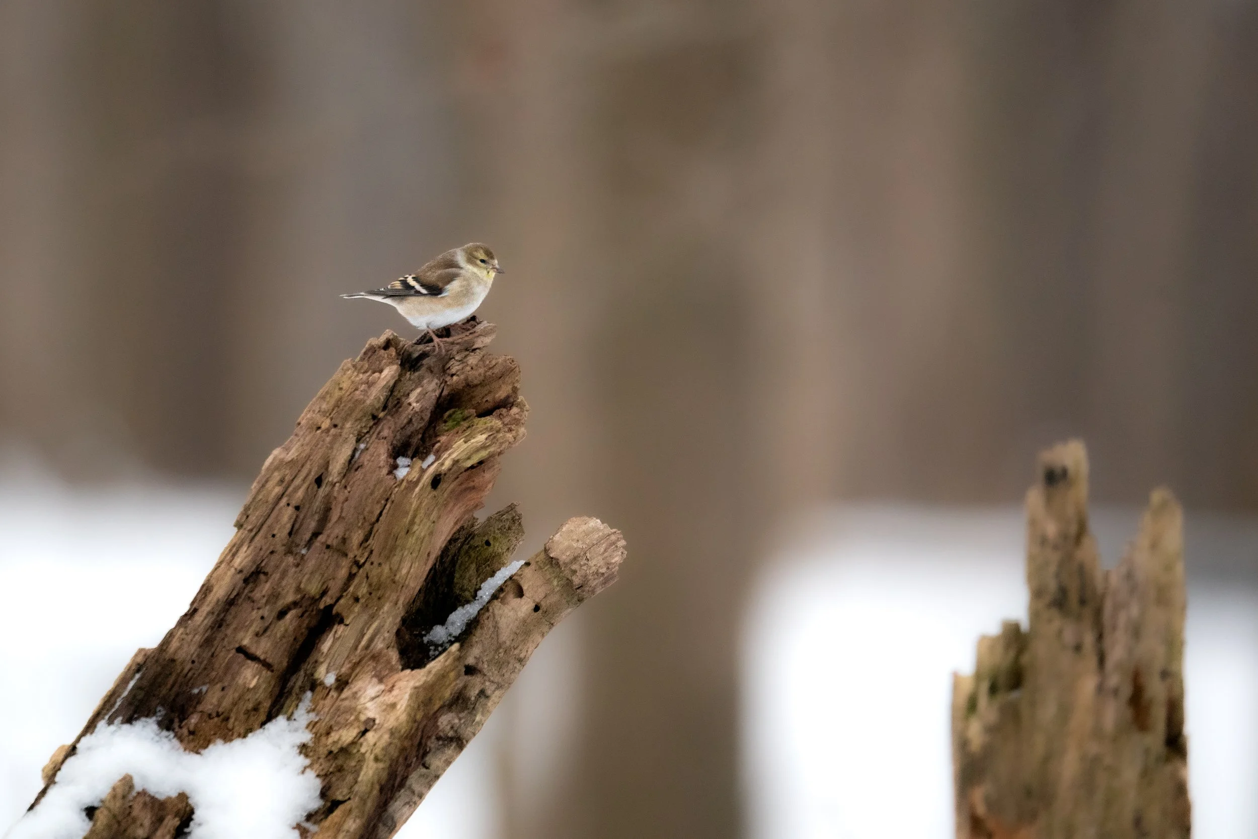 American Goldfinch