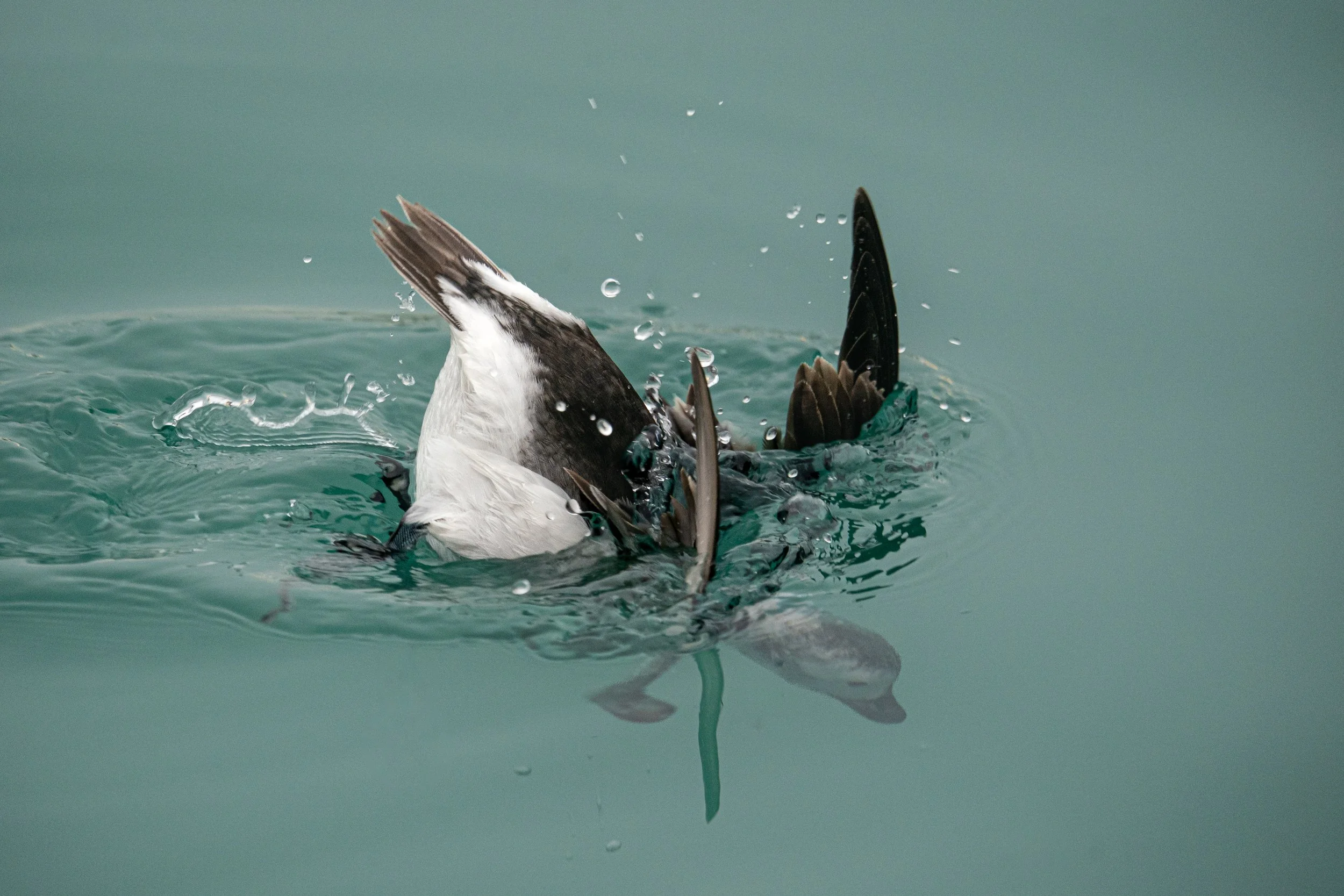 Long-tailed Duck