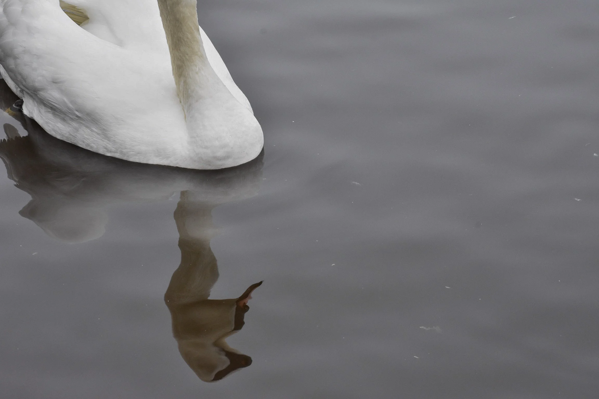 Mute Swan